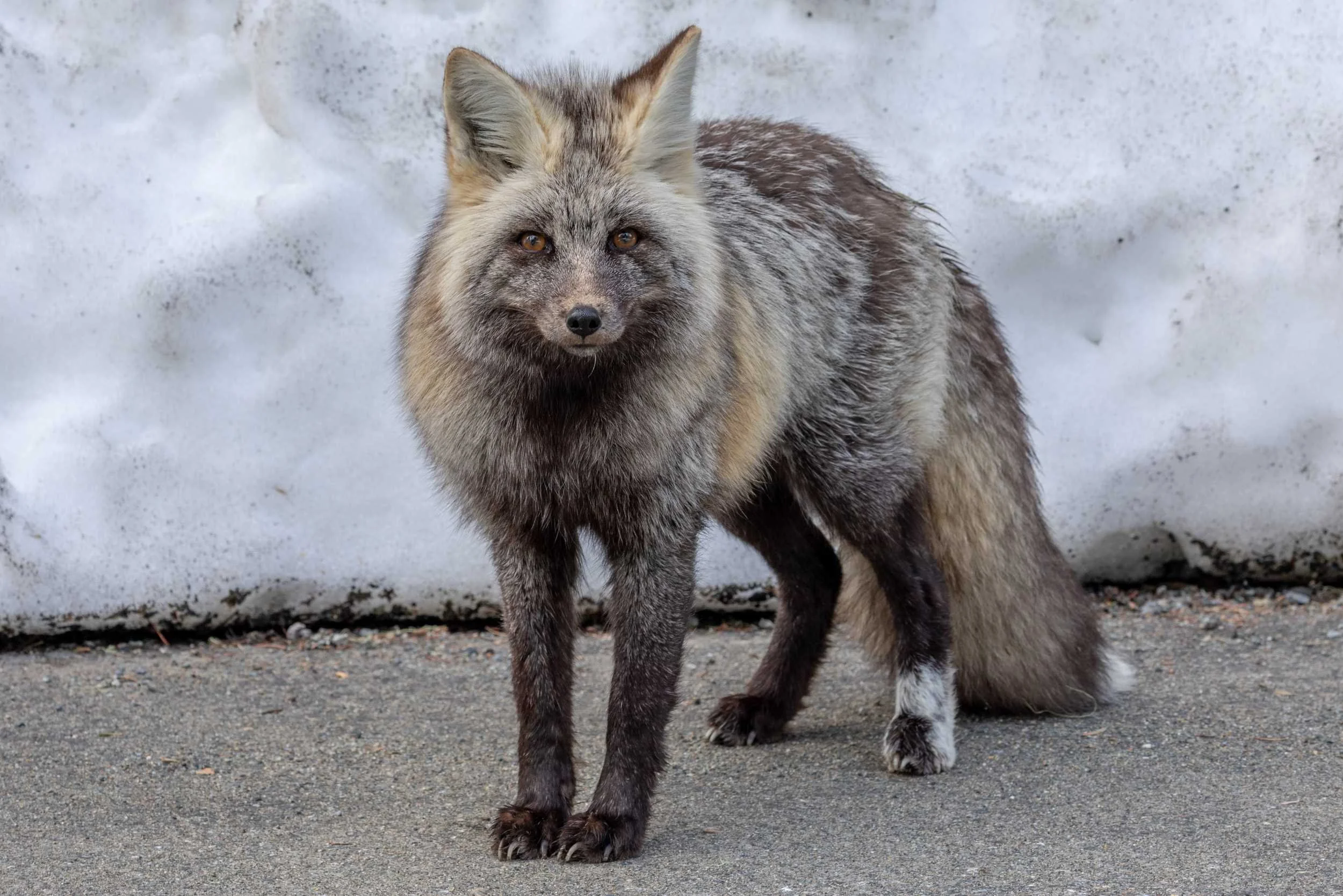 Fox stands by snow bank