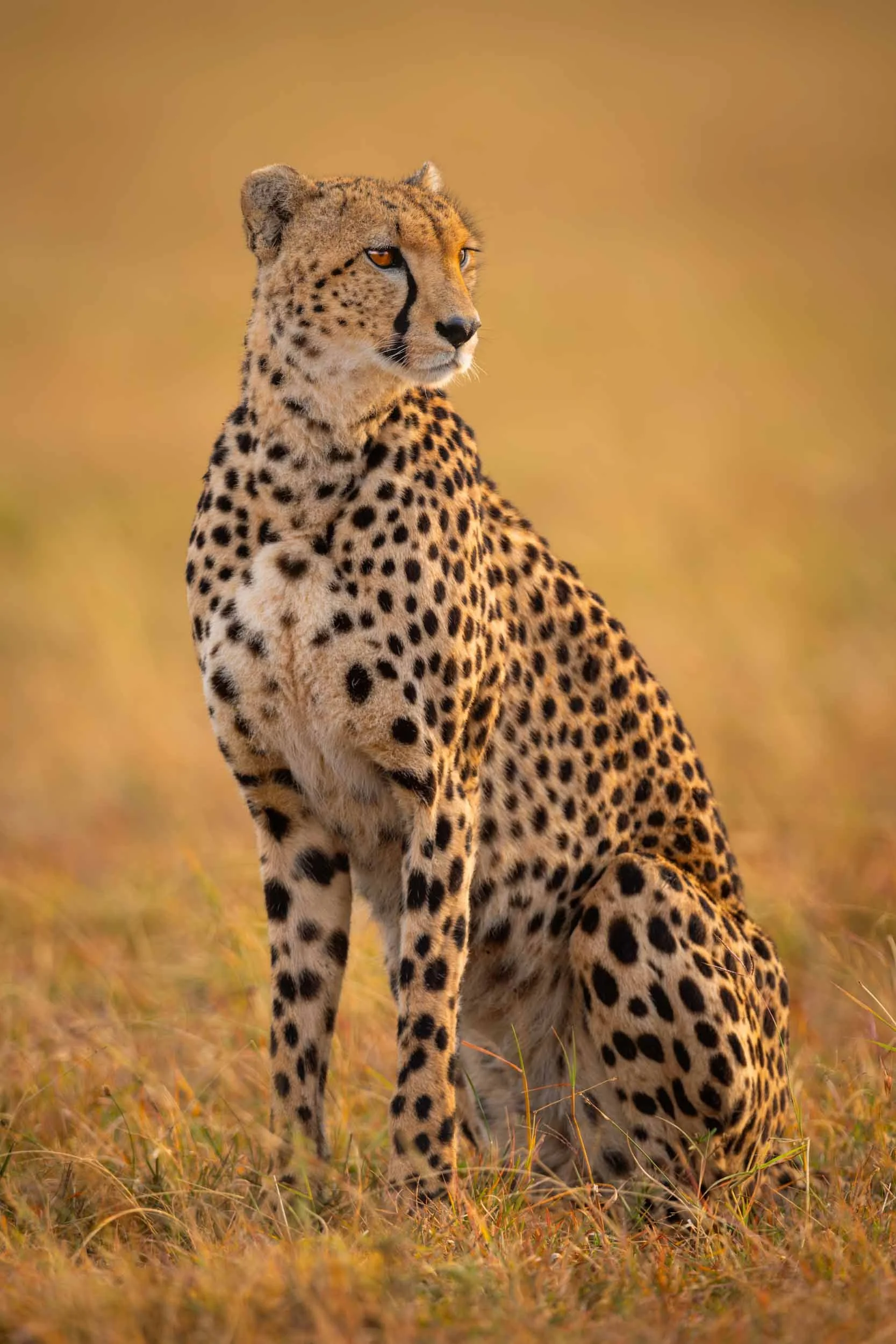 Cheetahs Never Win.jpg
