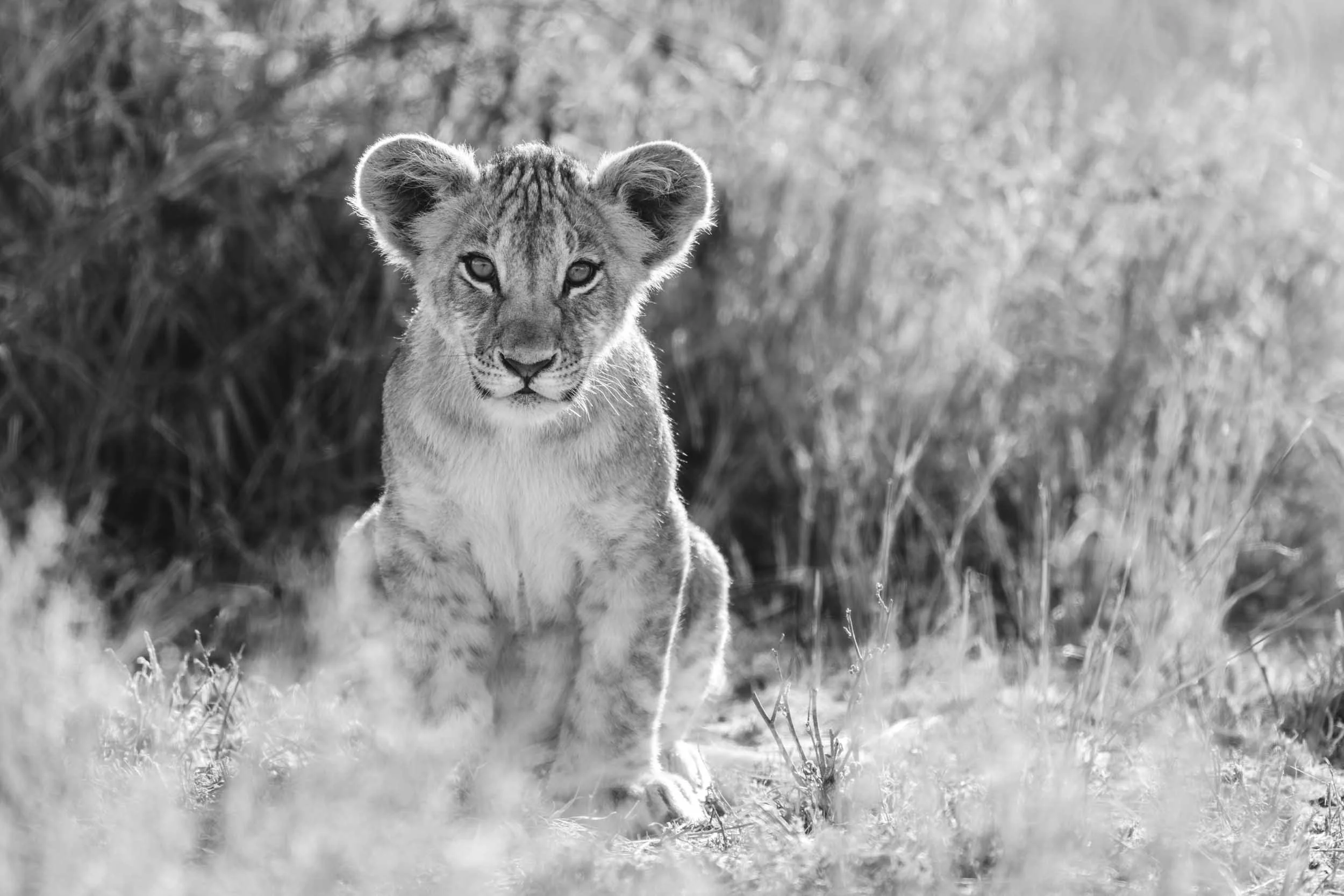 Mother's Pride - Mono.jpg