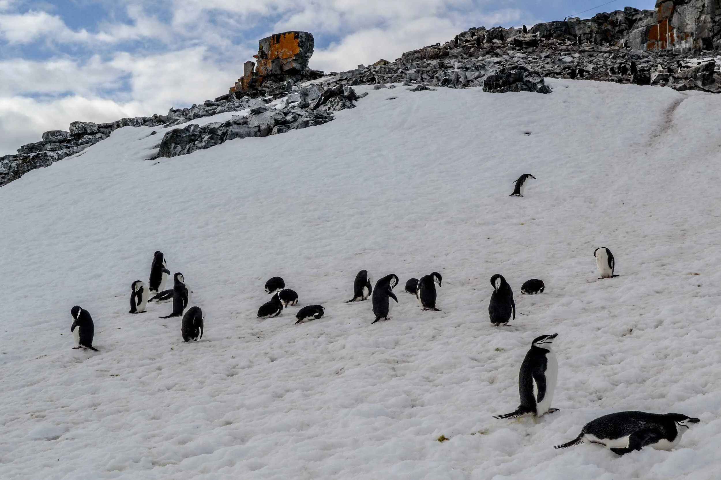 Antarctica Through the Lens: Luxury Expeditions for Wildlife Photographers