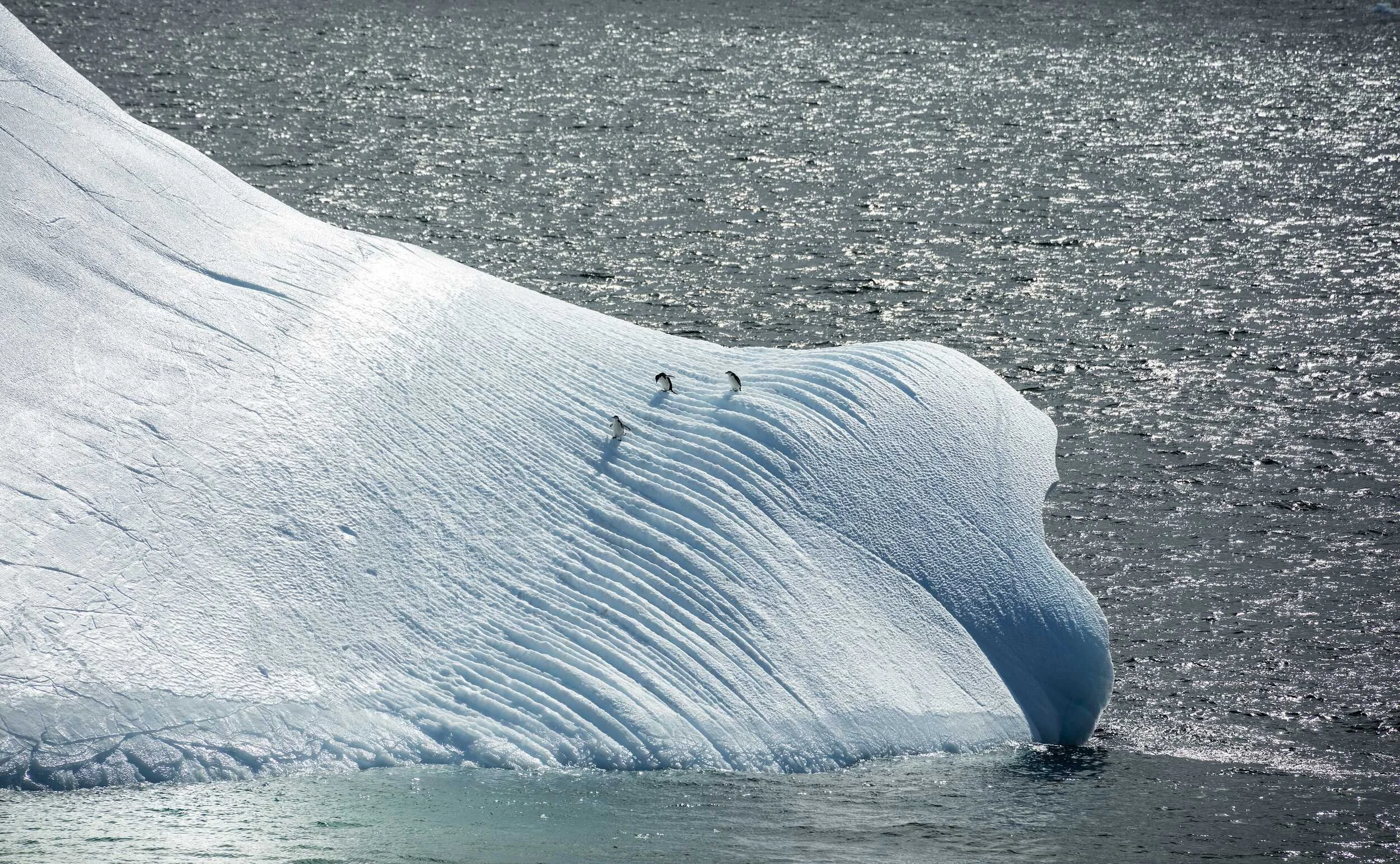 Chinstrap penguins on an iceberg off Deception Island