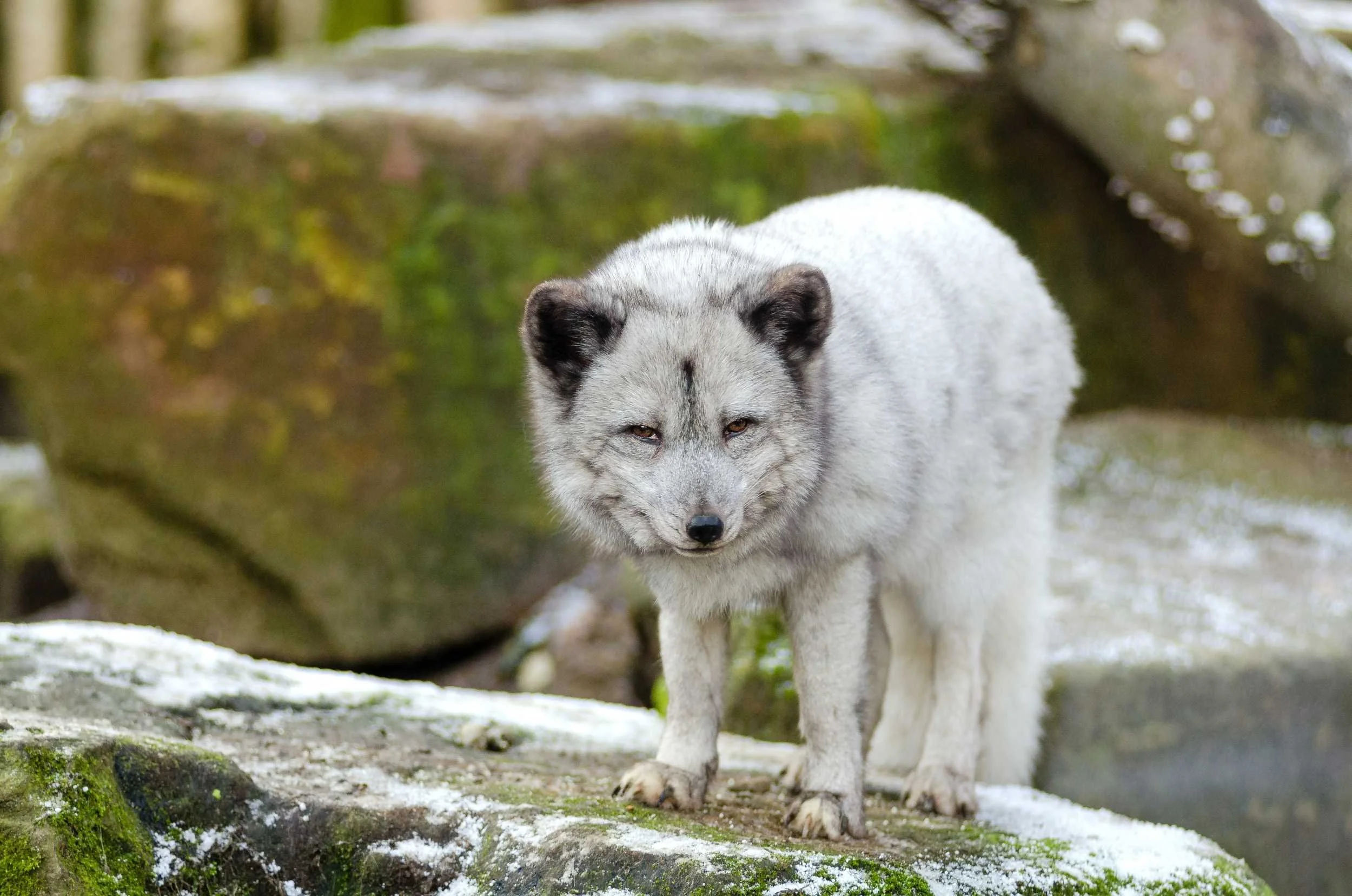 Arctic fox stands squinting on rock