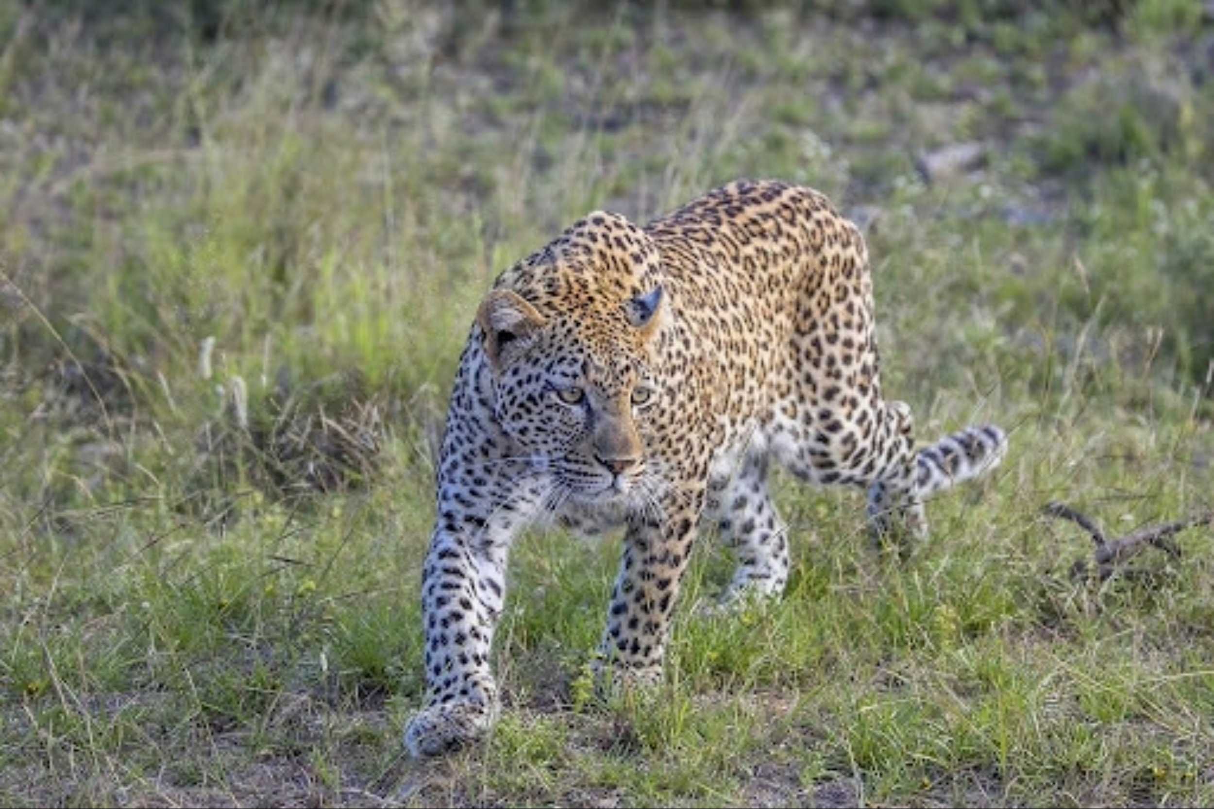 Leopard walks towards camera in grassland