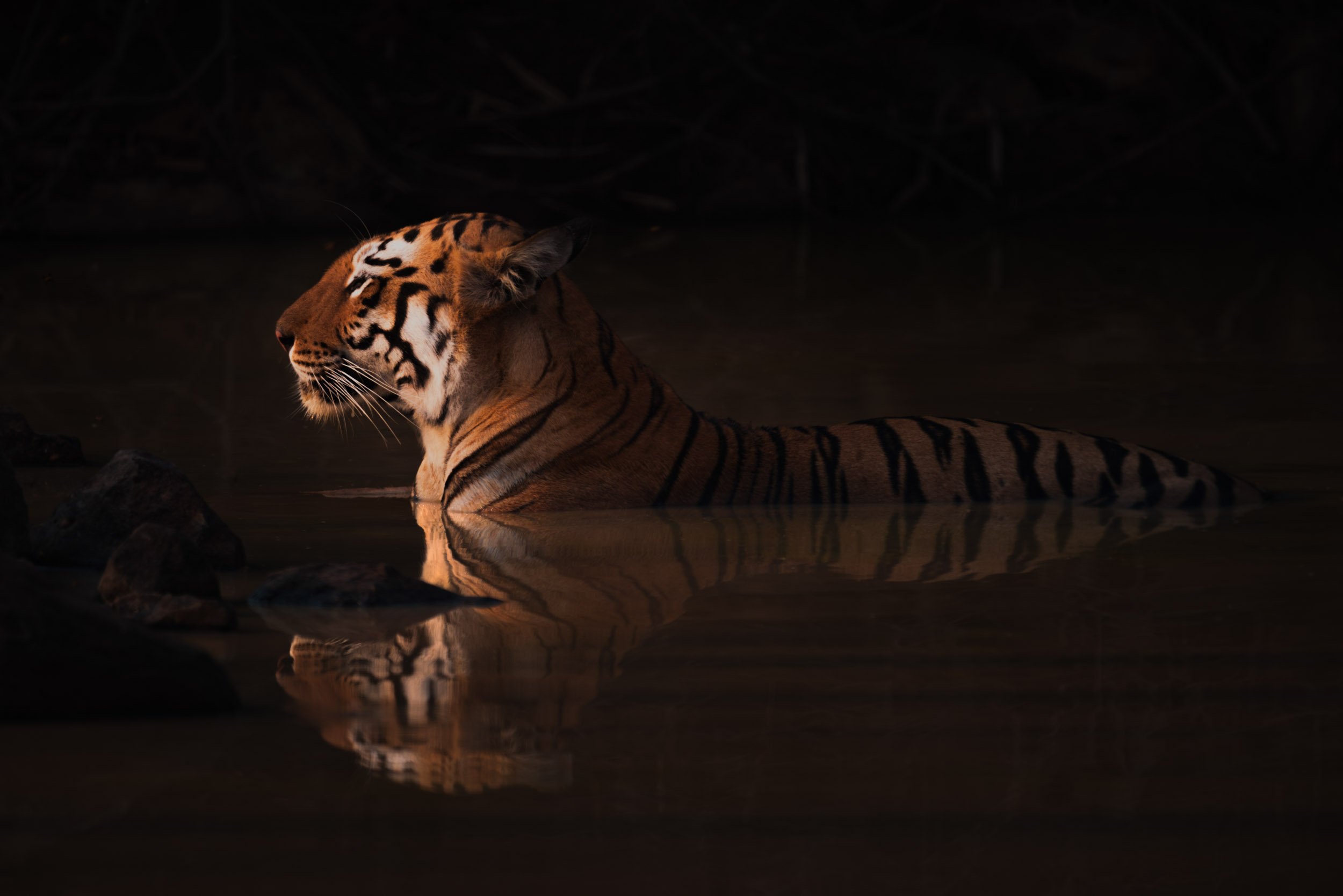 "Tiger, tiger, burning bright…".jpg