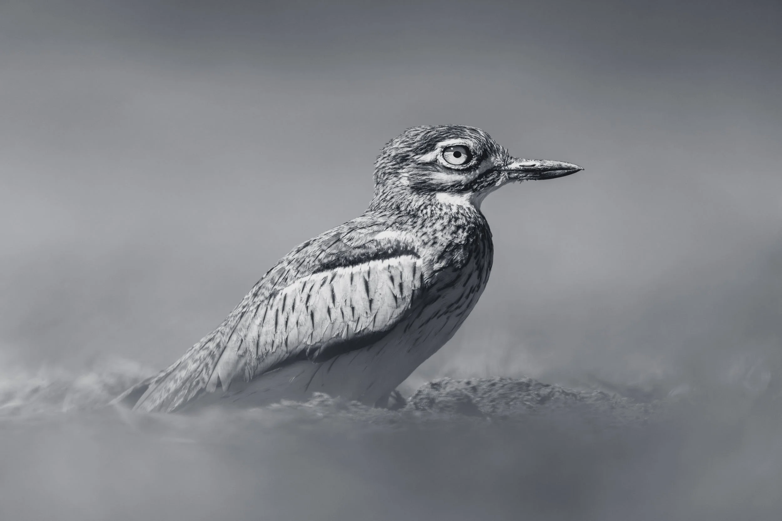 Dust Bird - Mono.jpg