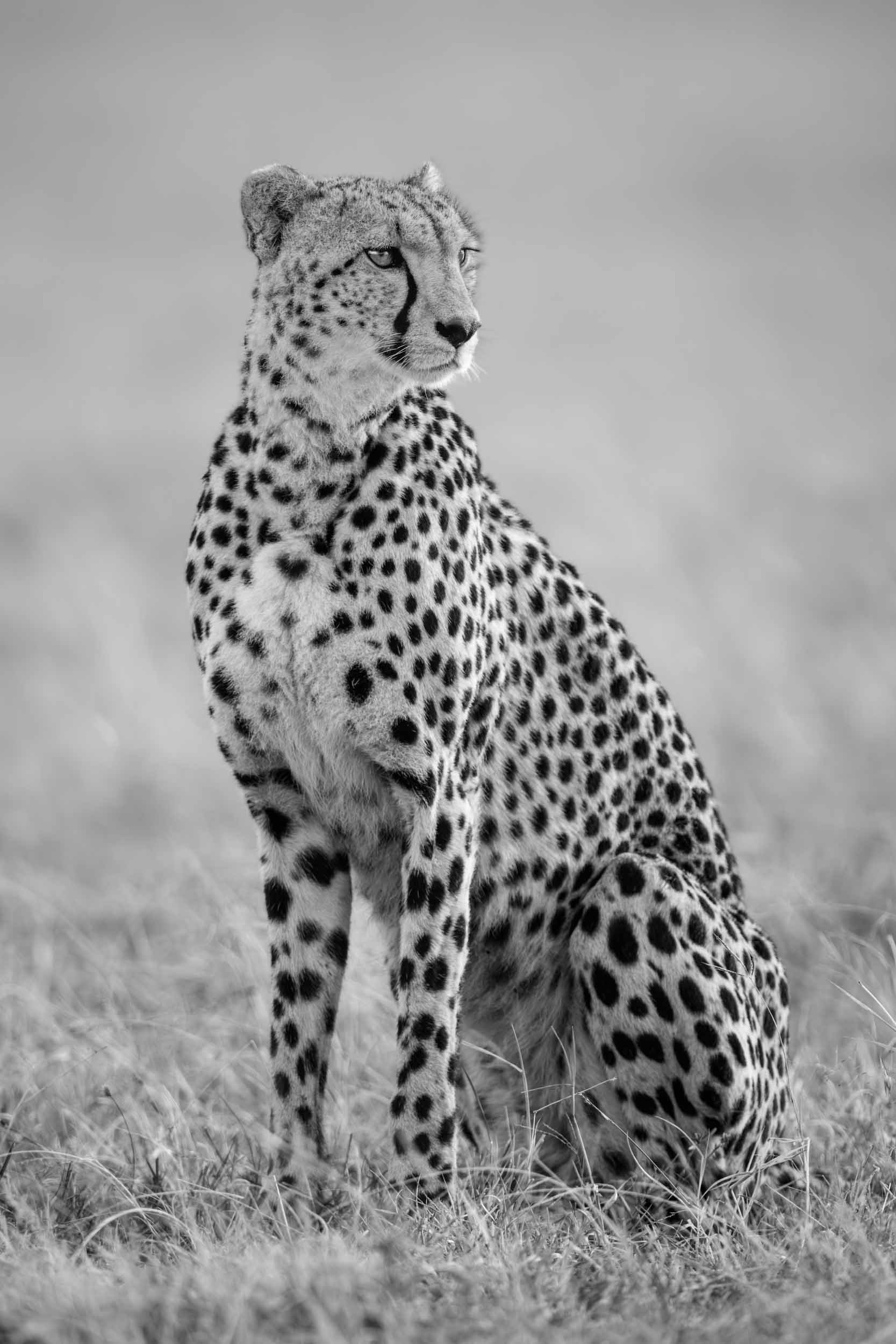 Cheetahs Never Win - Mono.jpg