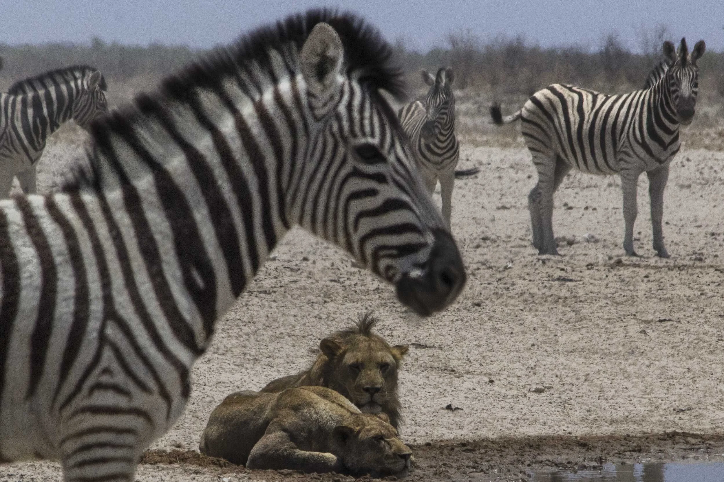 Lions lie among herd of plains zebras at waterhole