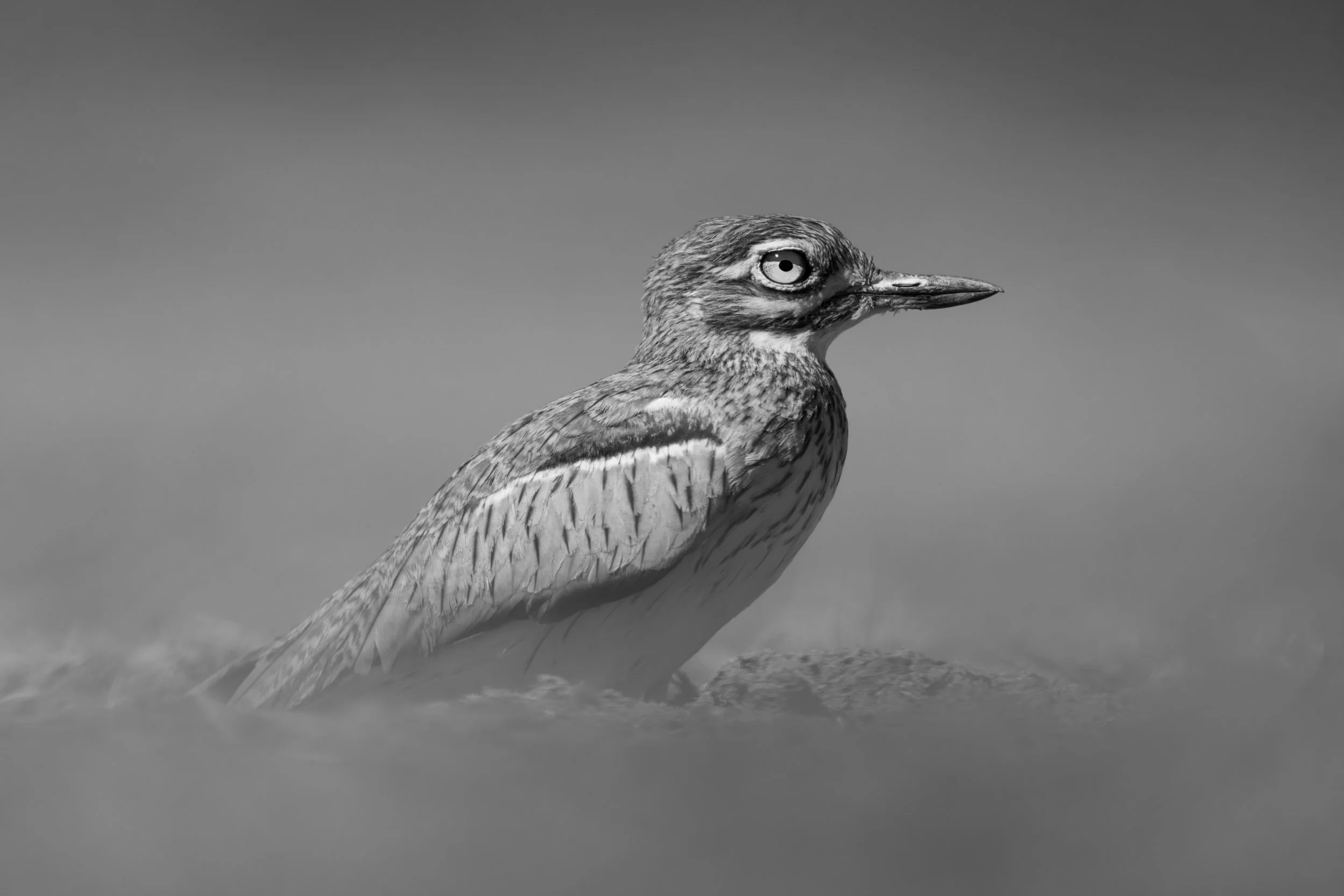 Dust Bird.jpg