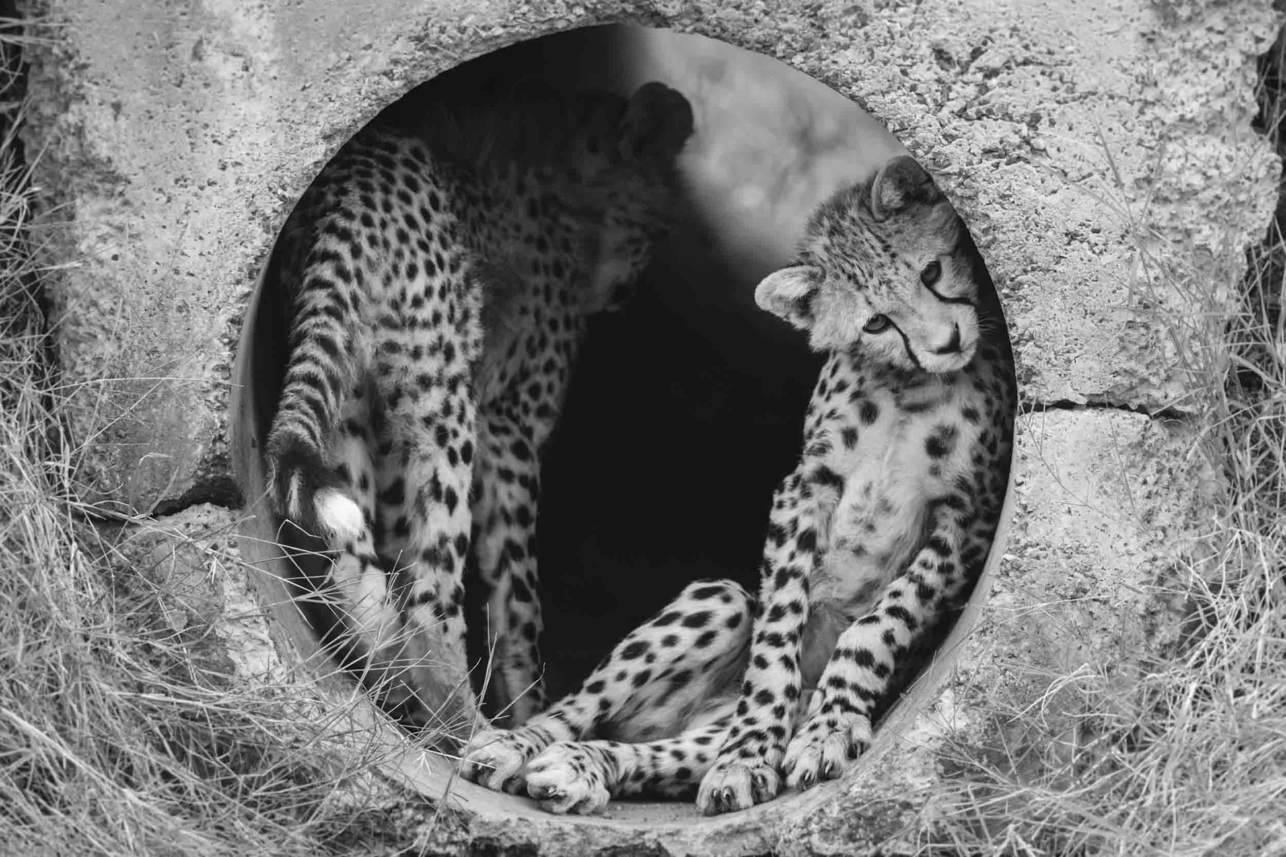 Cub Scouts - Mono.jpg