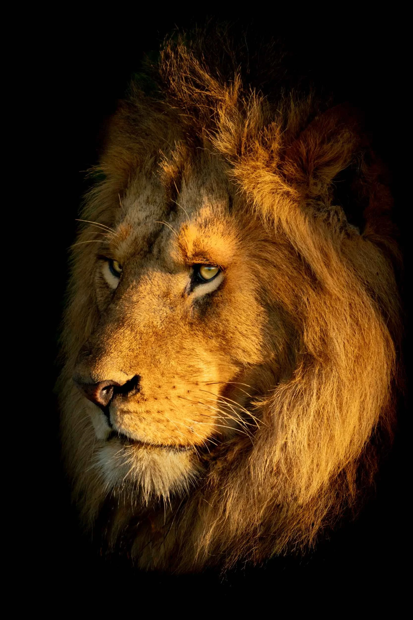 He-Lion.jpg