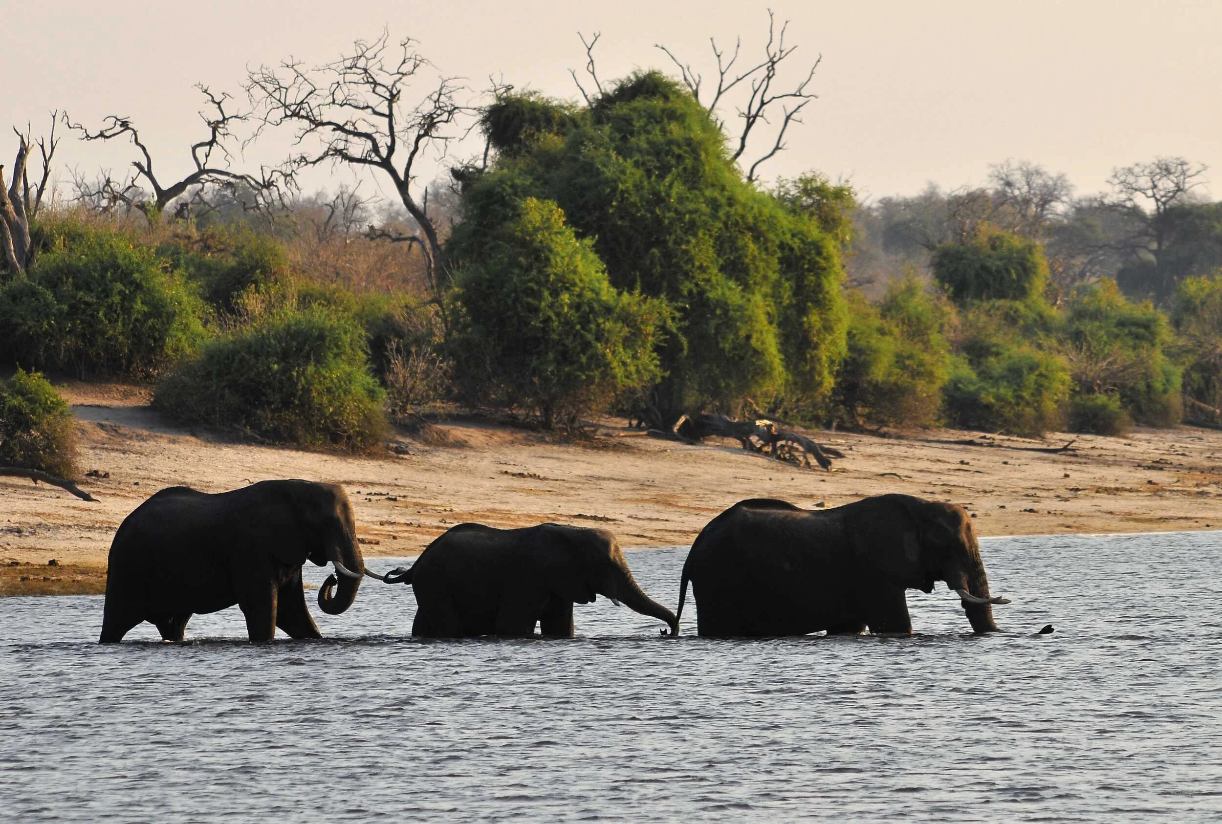 African elephants cross river in Chobe National Park, Botswana