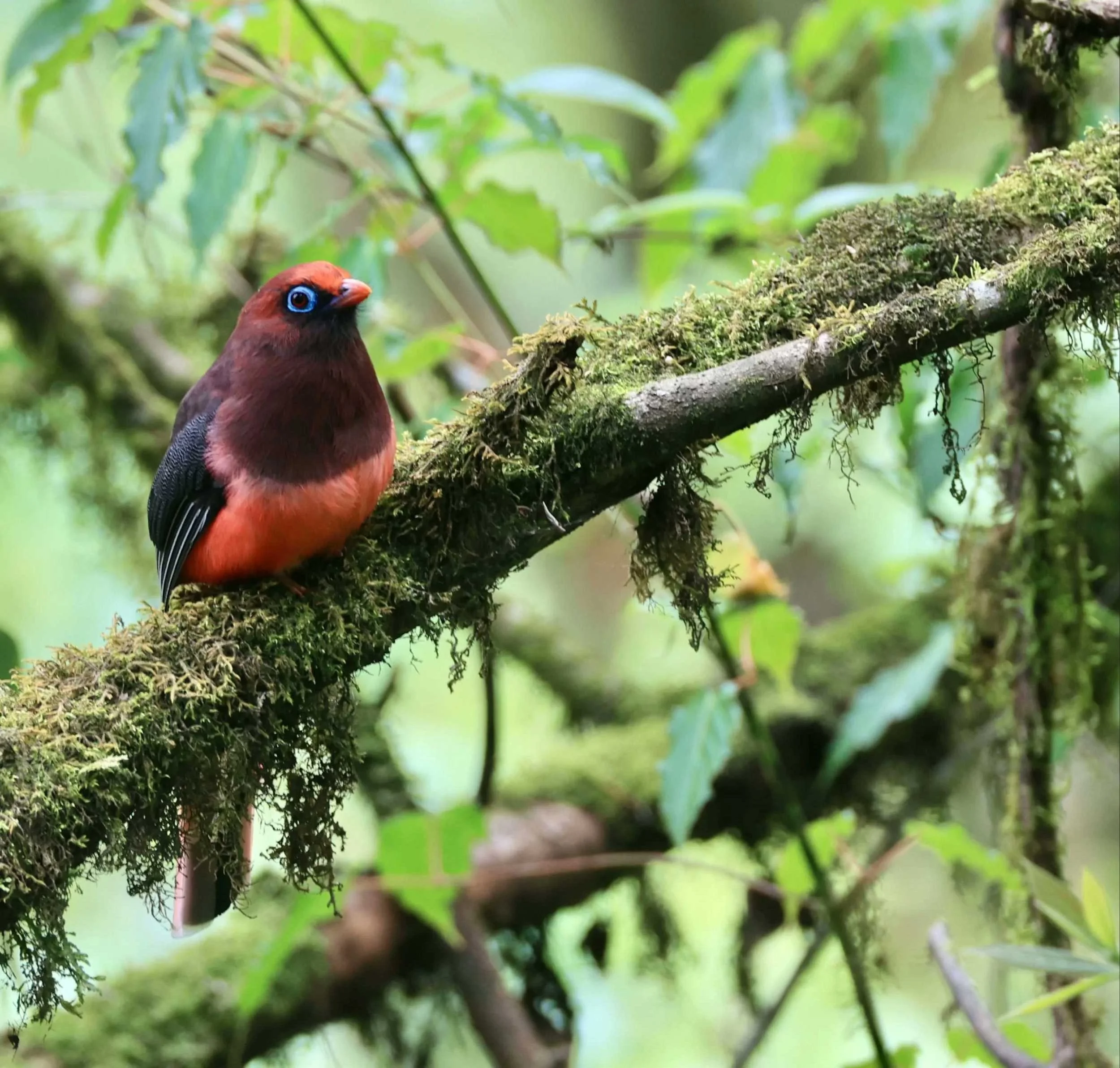 Ward's trogon, Eastern Himalaya, India