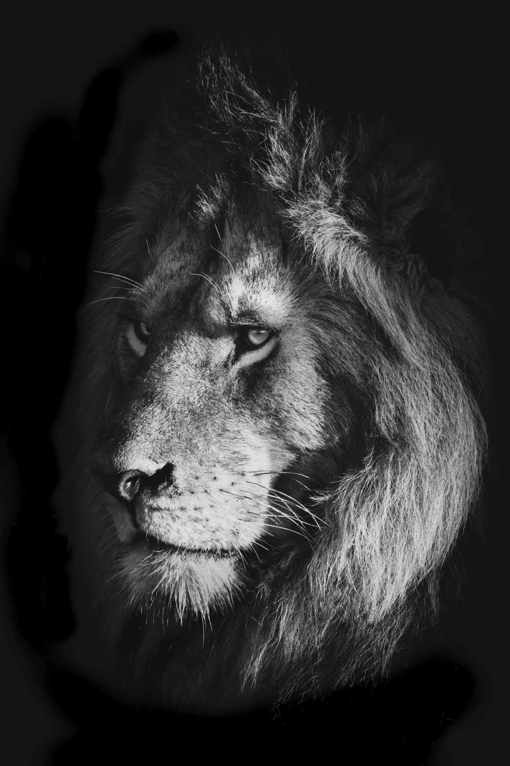 He-Lion - Mono.jpg