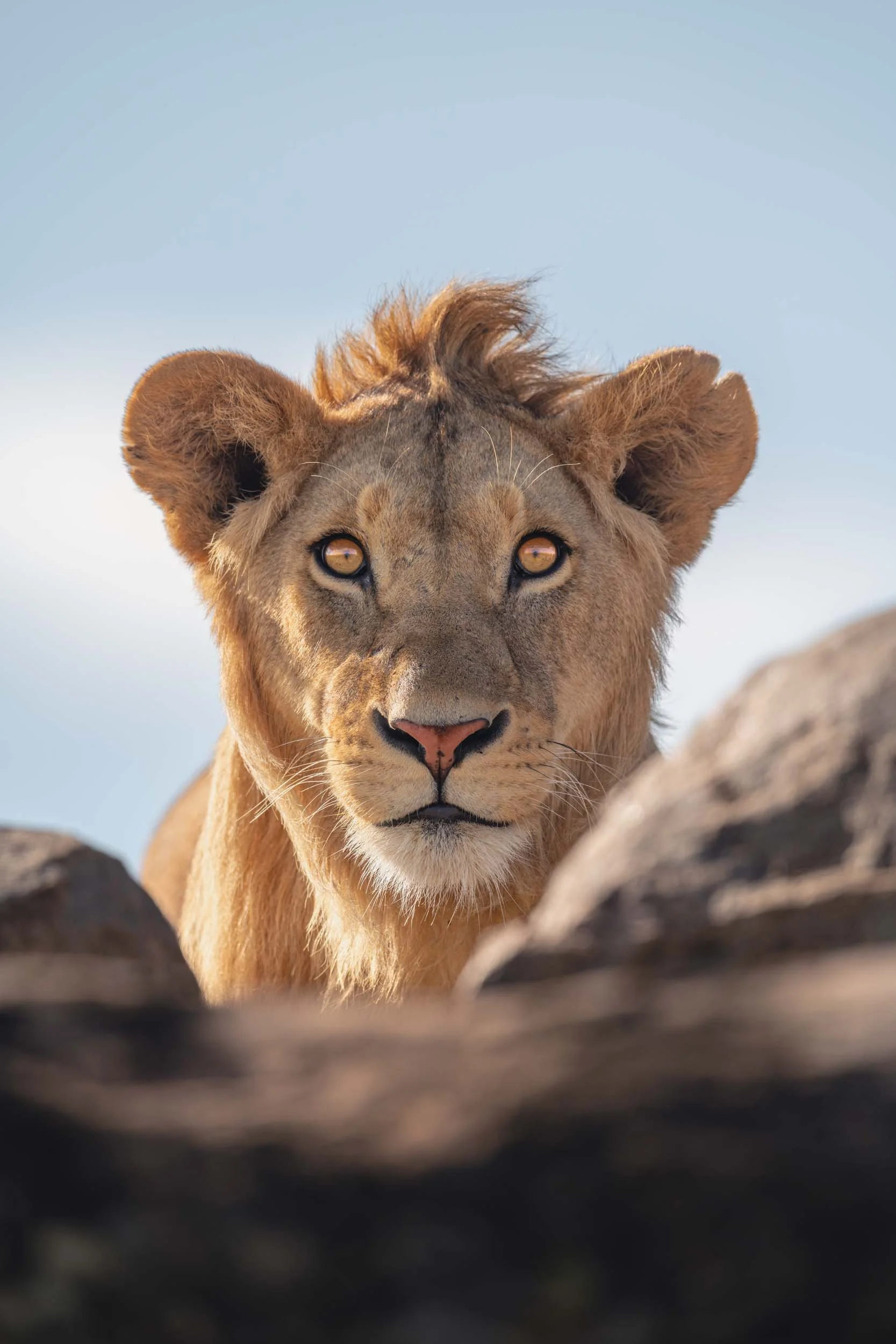 Give me a lion - on the rocks