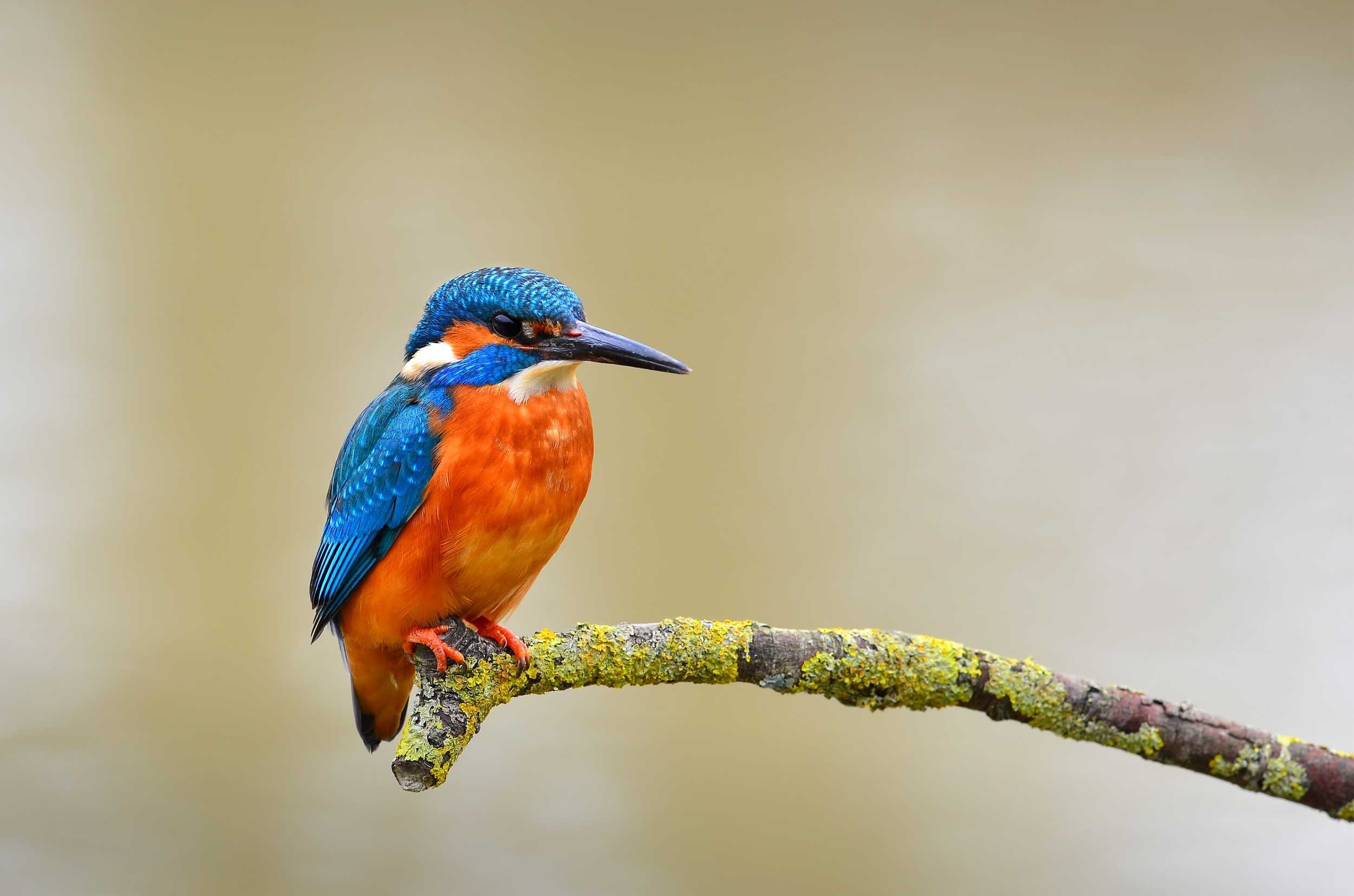 How to Sell Your Wildlife Photography: Prints, Licensing and Stock Explained
