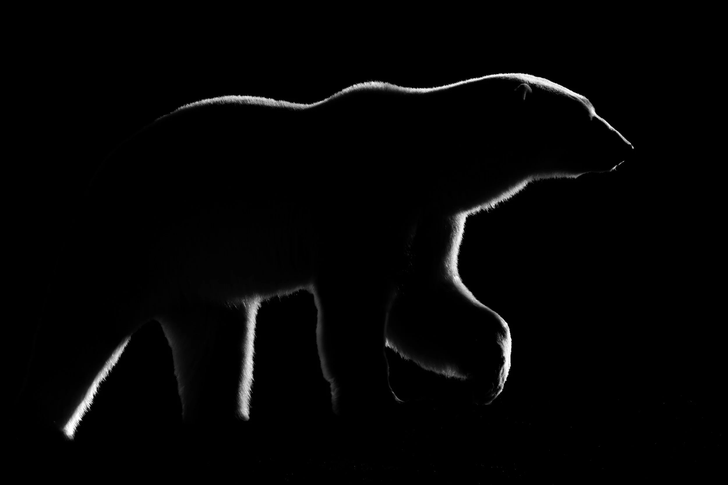The Pointer - Mono.jpg