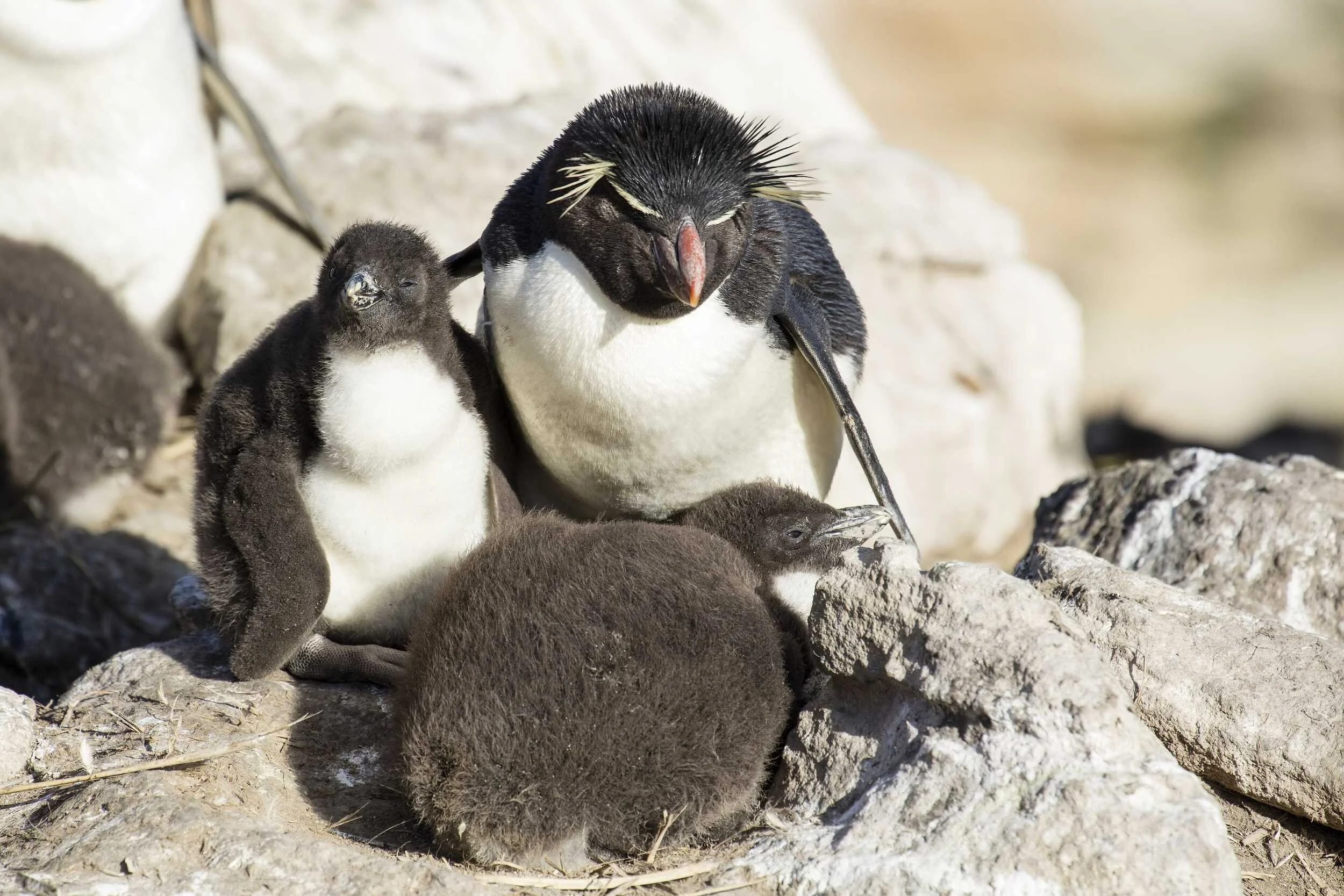 Rockhopper penguin and chicks on New Island in the Falklands