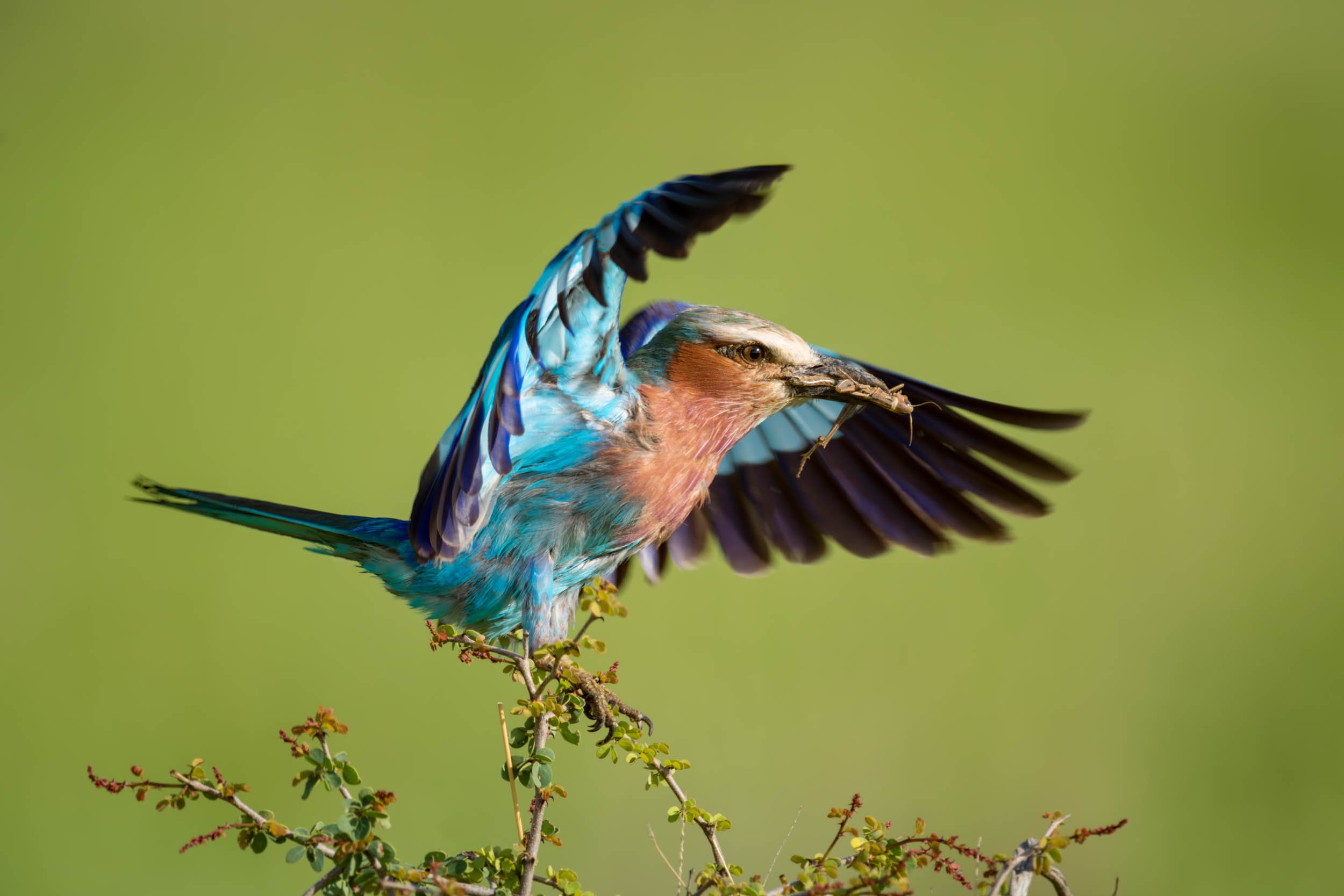 The Birds