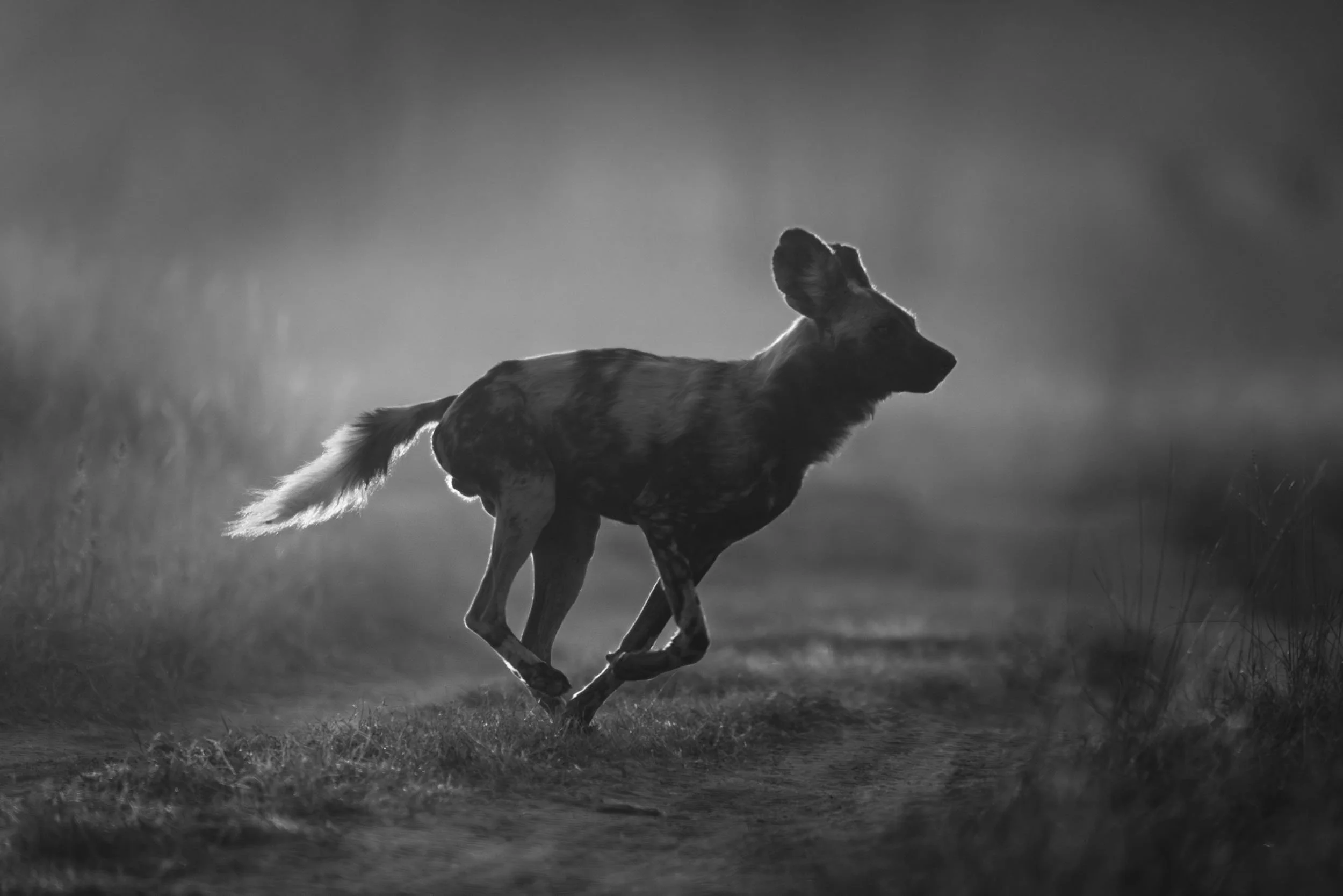 Red Run - Mono.jpg