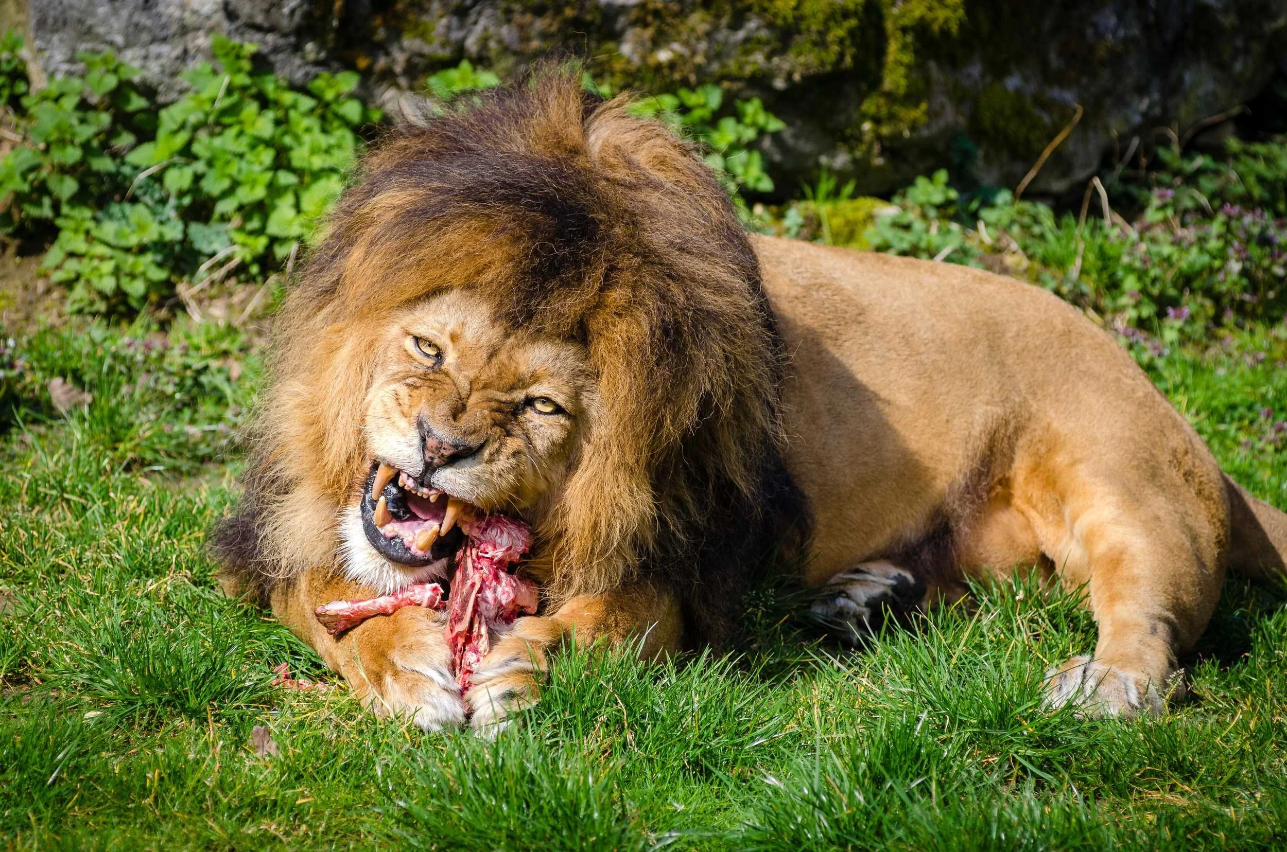 Male lion lies gnawing piece of meat