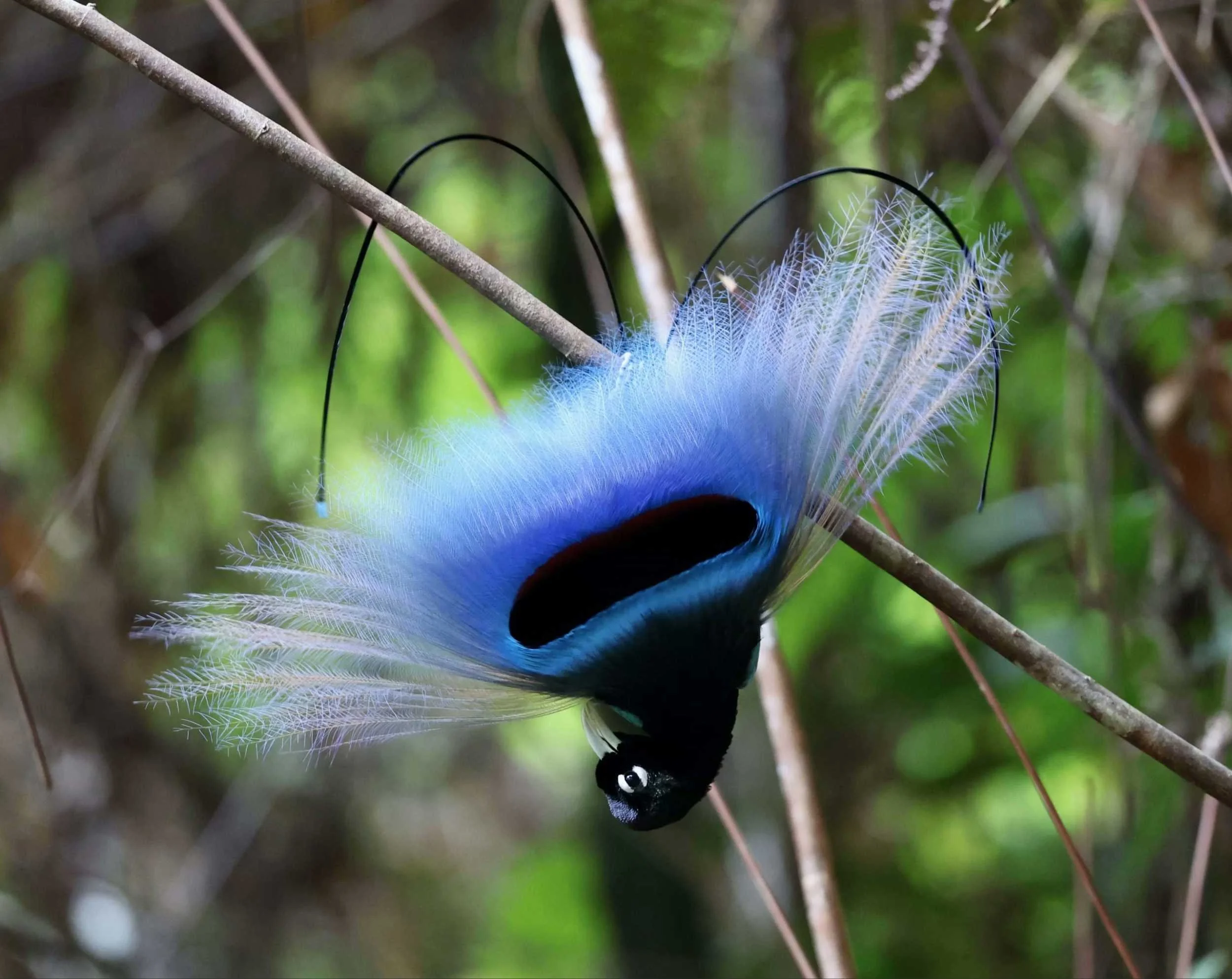 Blue bird-of-paradise displaying upside down, New Guinea