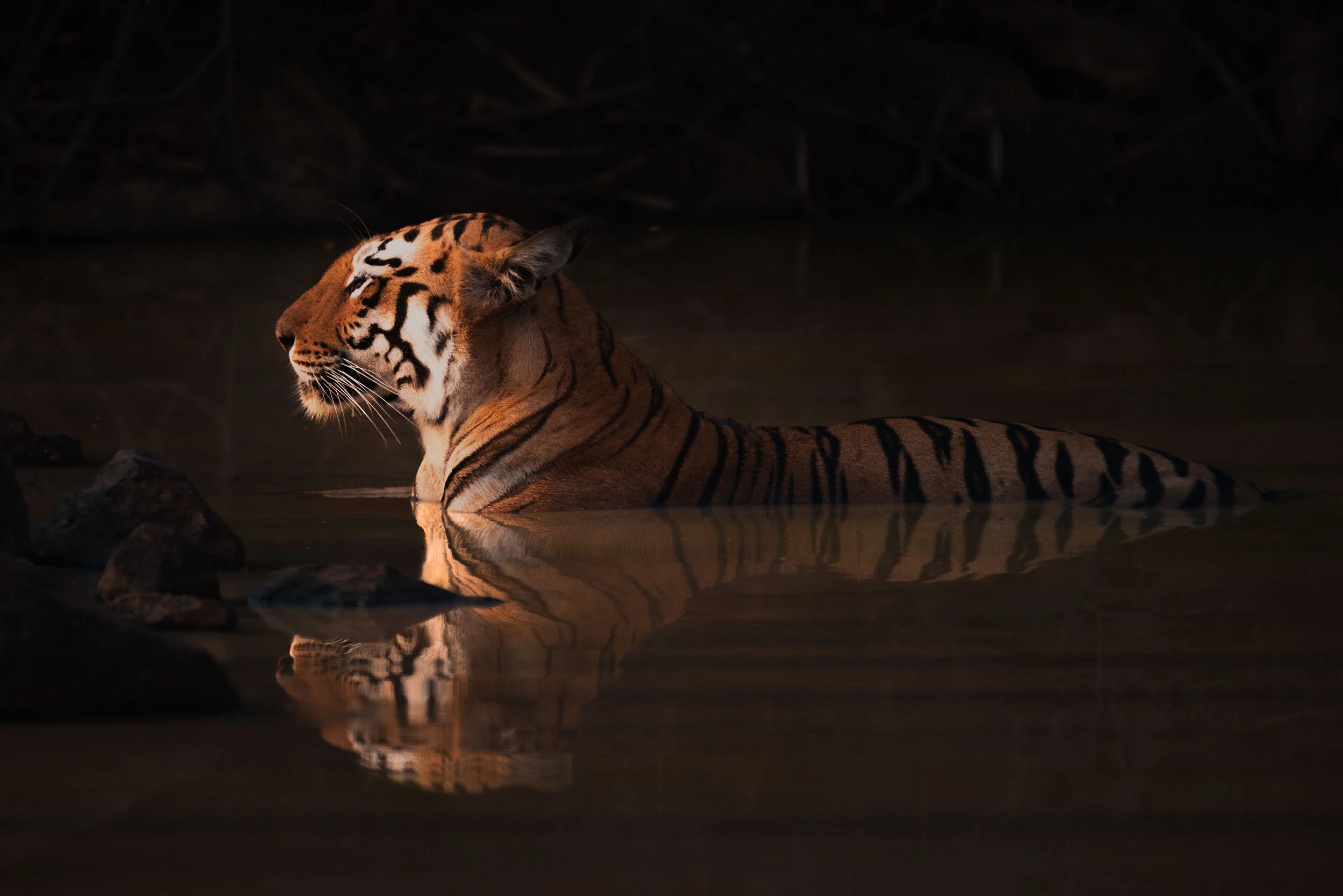 "Tiger, tiger, burning bright…".jpg