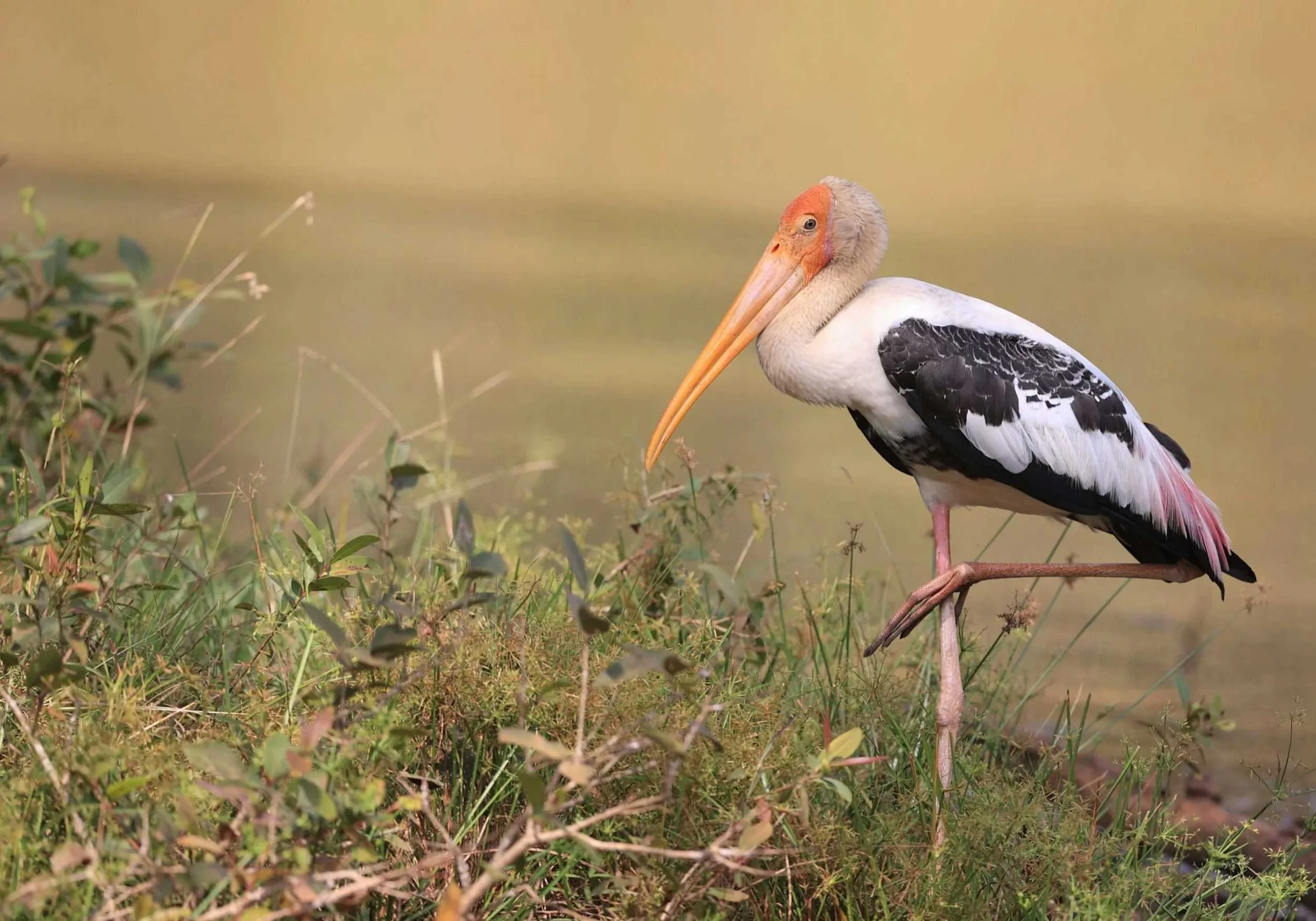 Painted stork stands on one leg, India