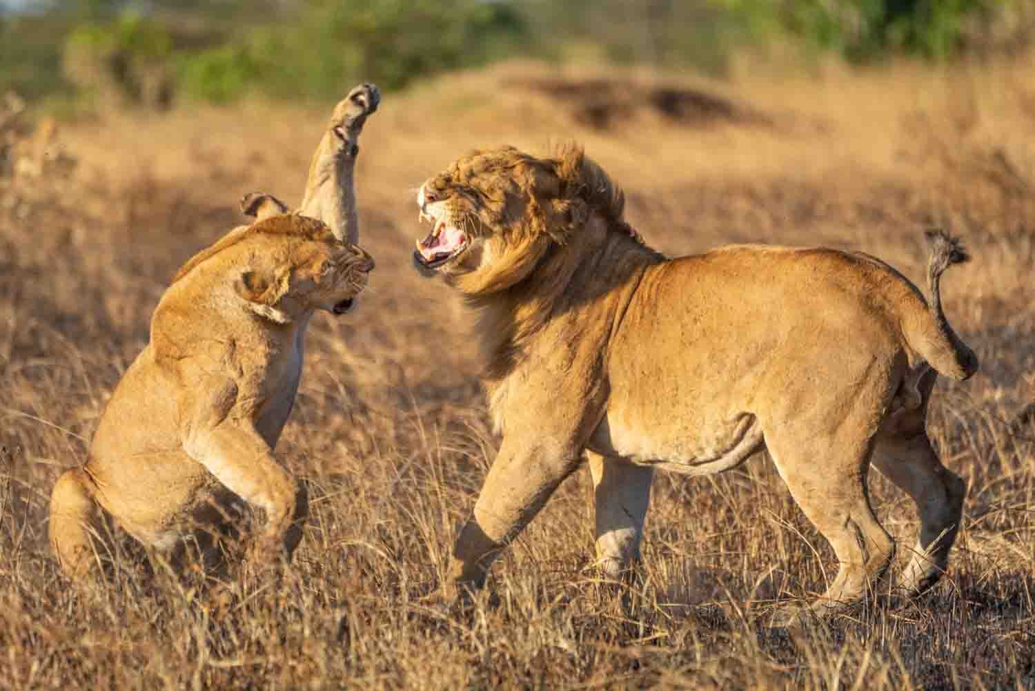 What are Male, Female and Baby Animals Called on Safari?