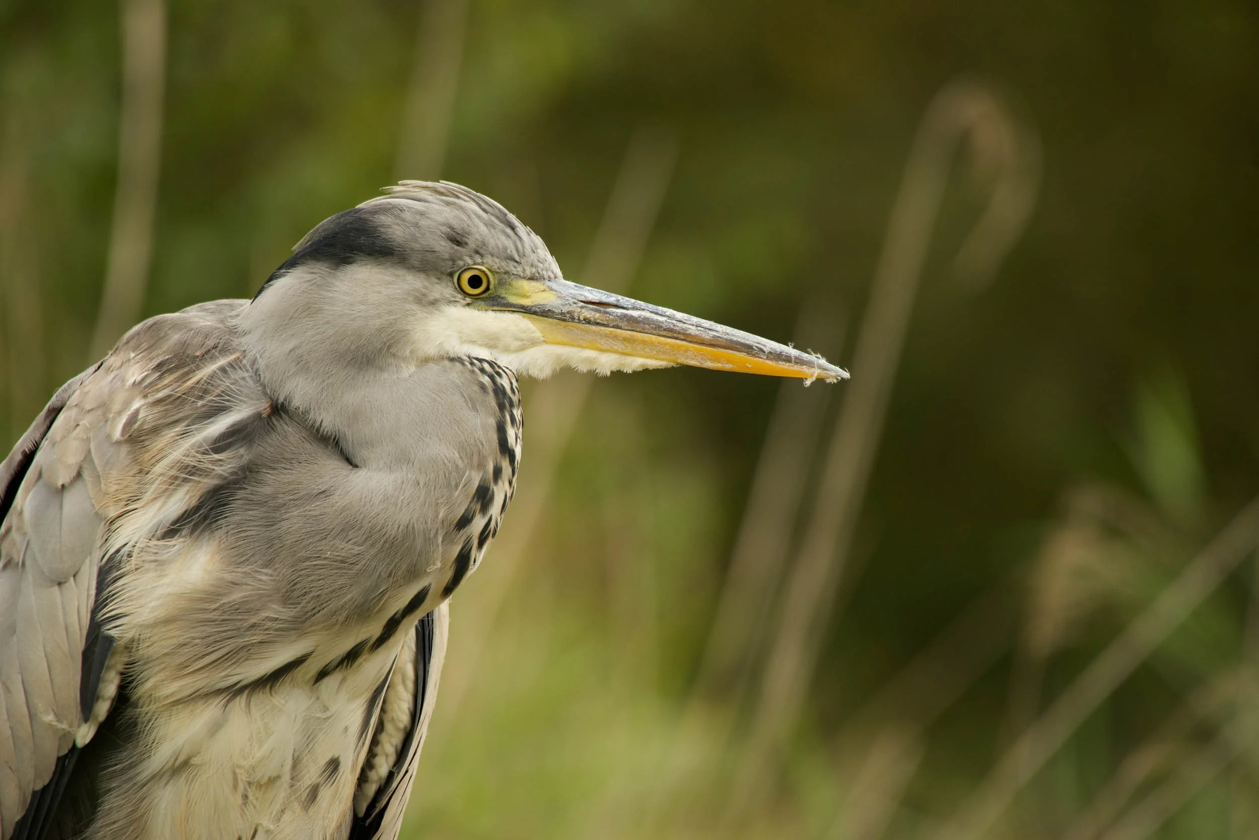 Close-up of grey heron staring into distance.jpg