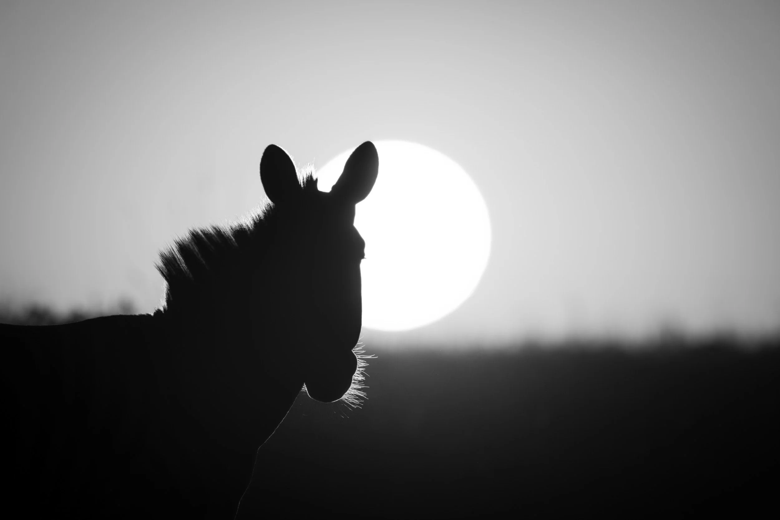 Backlit Beauty.jpg
