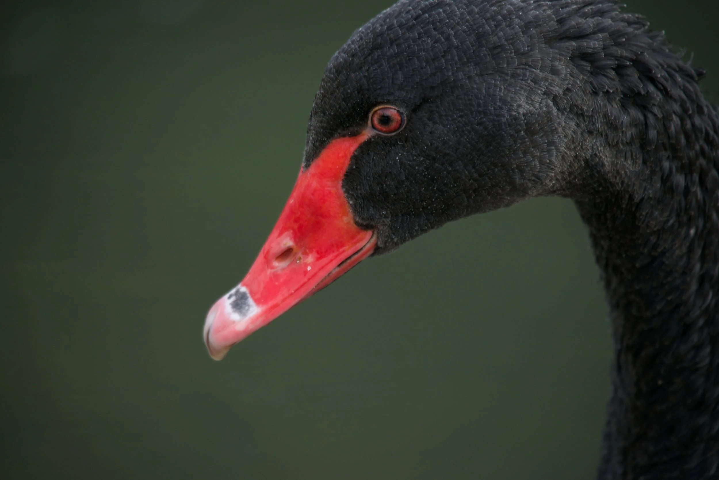 Close-up of black swan with red beak.jpg