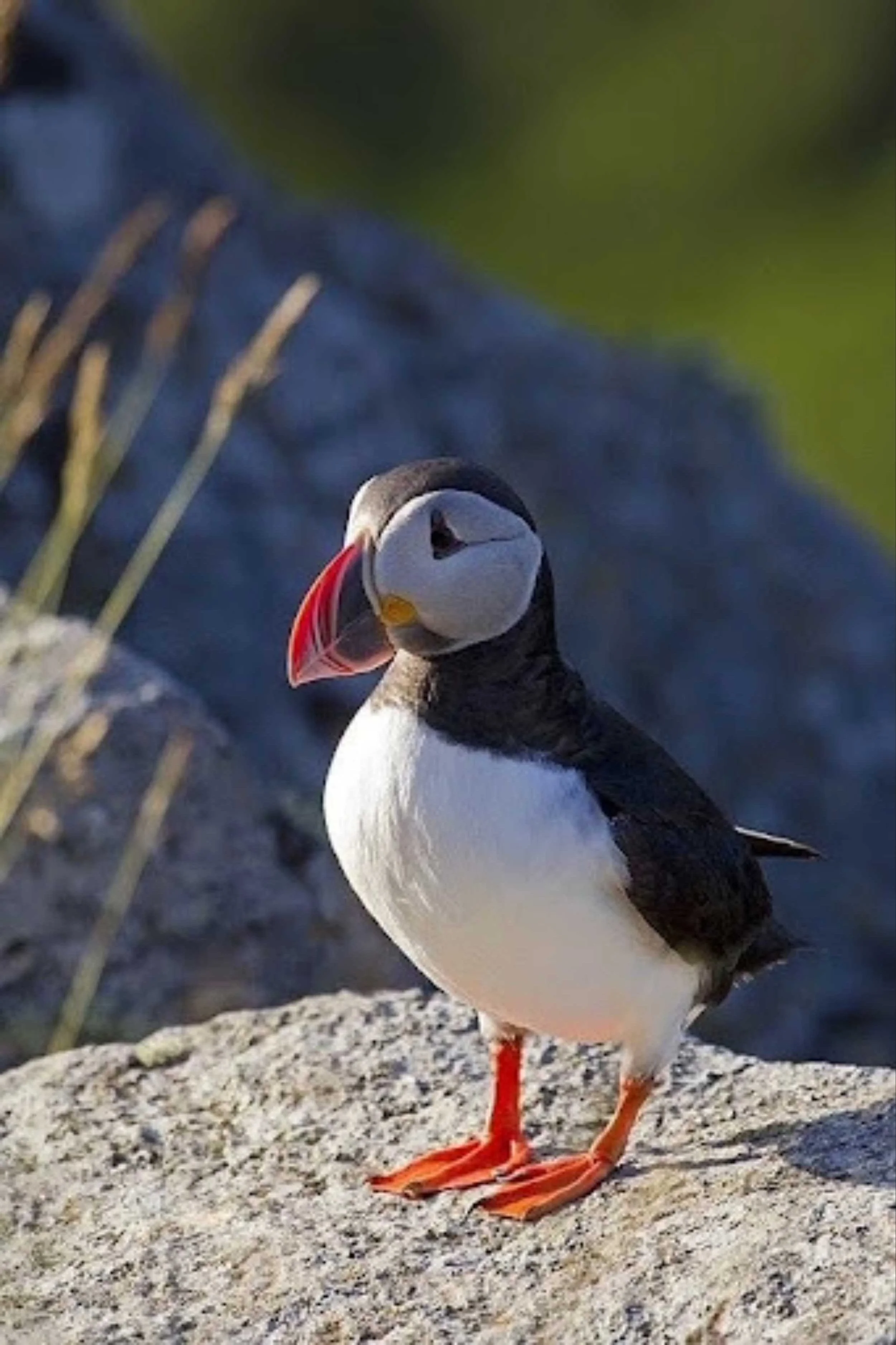 Puffin stands on rock on sunshine