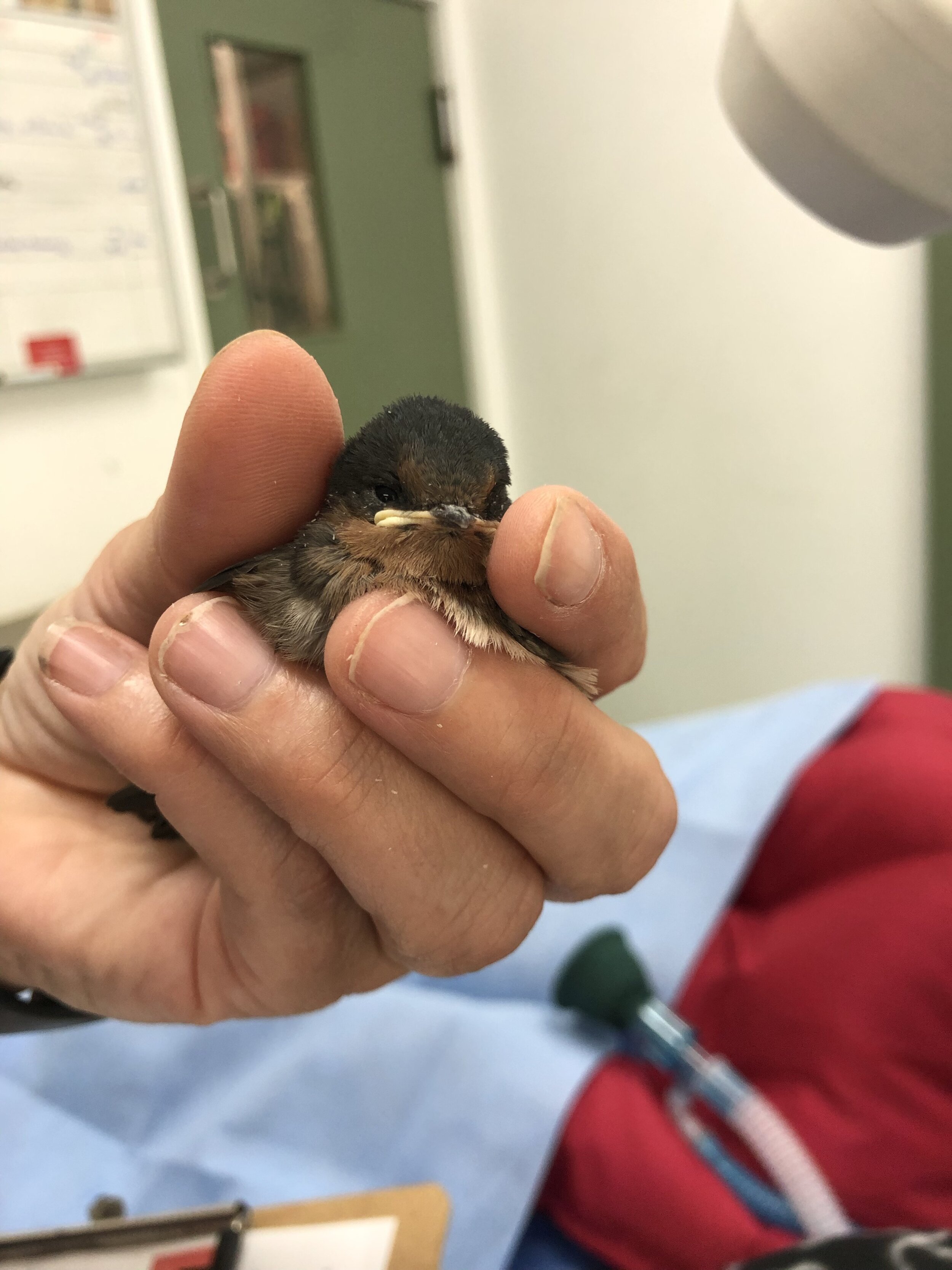 Currumbin Wildlife Hospital - ELYSE KNOWLES 2019 13.jpeg