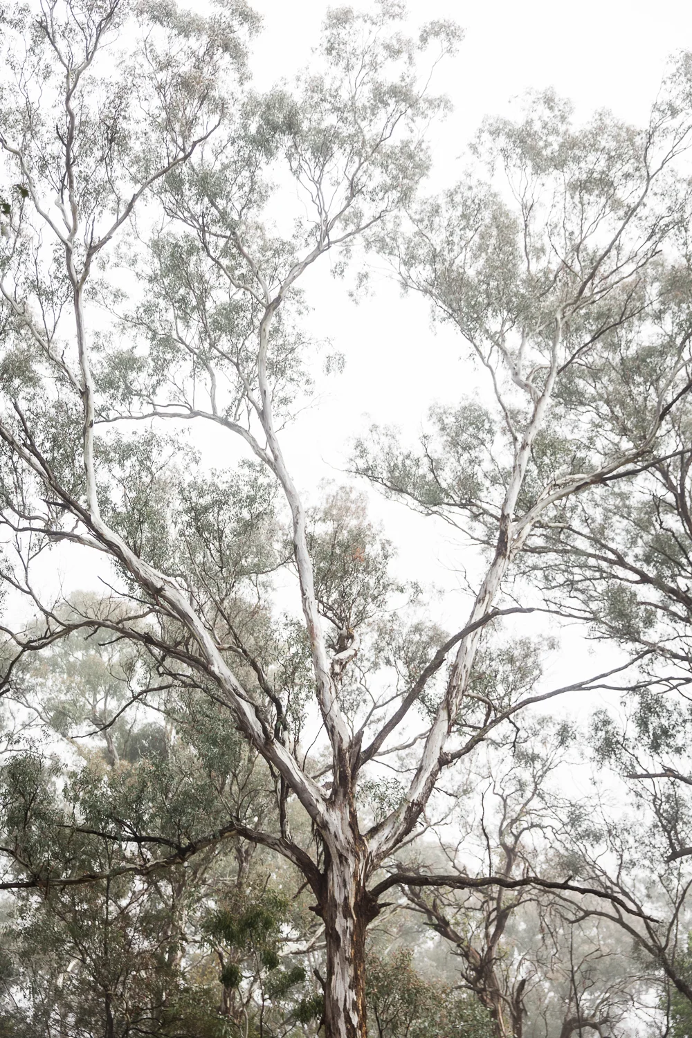 Lean+Timms+Canberra+Fog+(16+of+21).jpg