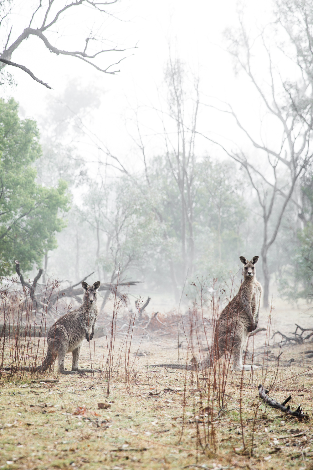 Lean+Timms+Canberra+Fog+(15+of+21).jpg