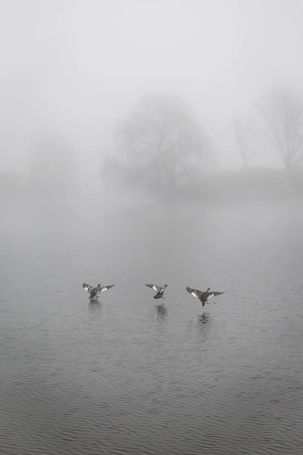 Lean+Timms+Canberra+Fog+(6+of+21).jpg