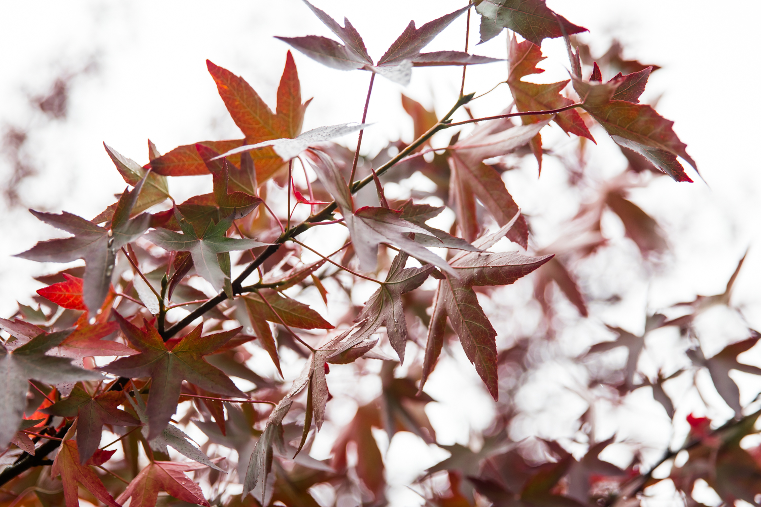 England Autumn Lean Timms (10 of 16).jpg