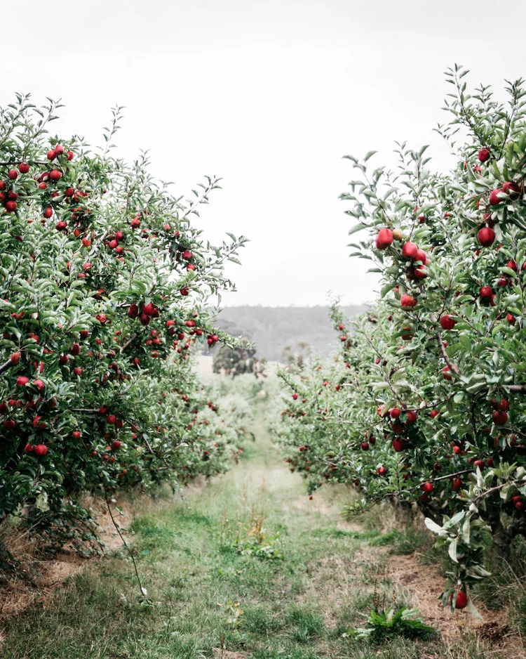 Huon+Valley+Apples+(1+of+1).jpg