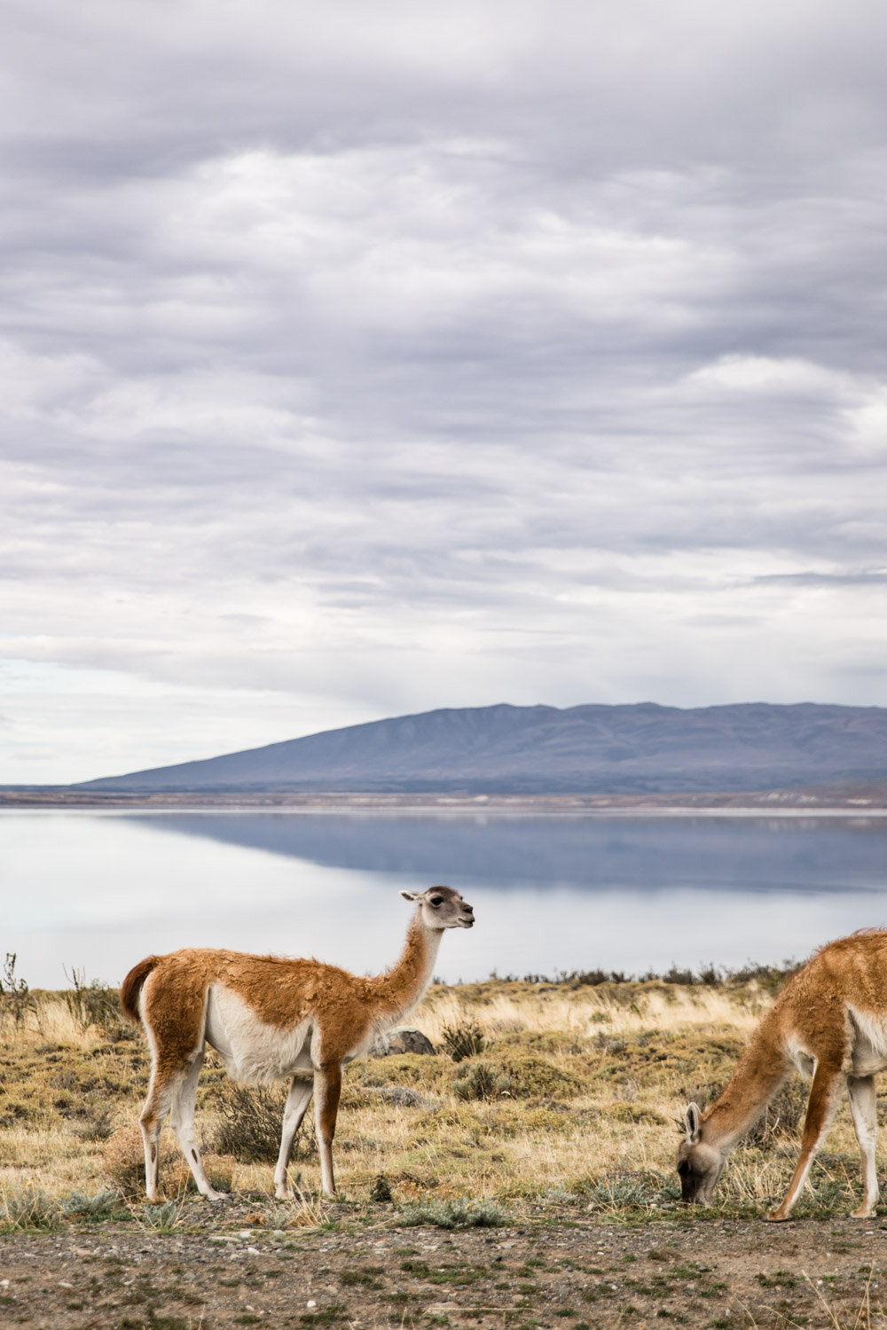 patagonia | chile