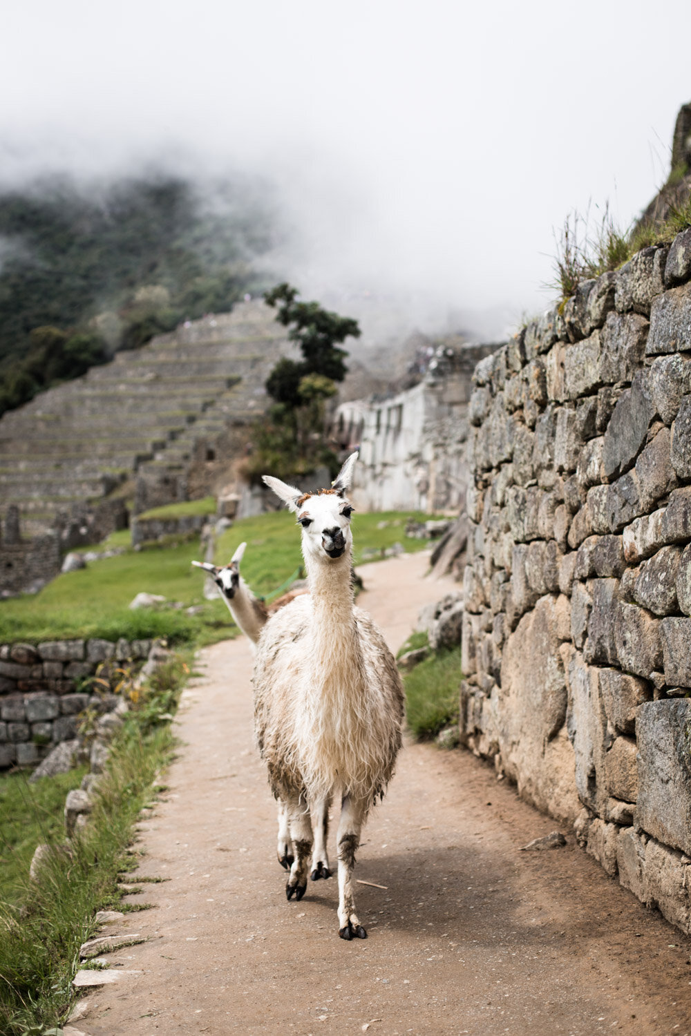 machu picchu | peru