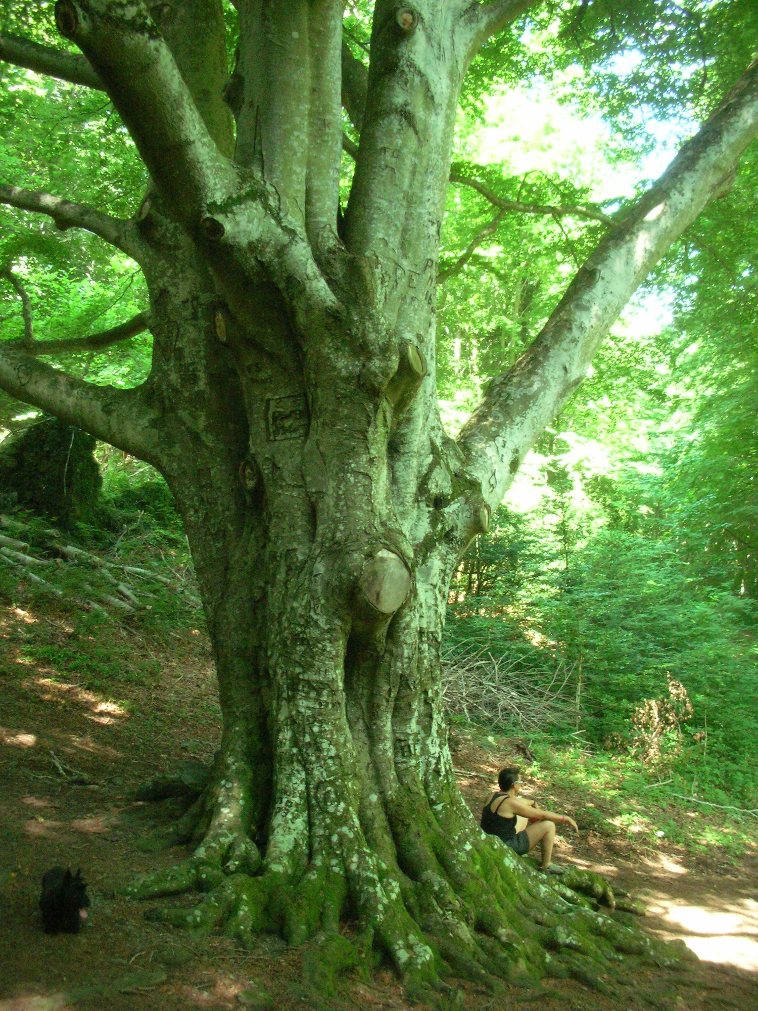 Green Trees 3.jpg