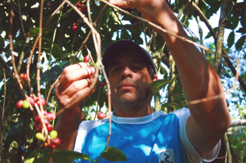 Carlos helping me pick coffee at Chamaco, Tematica