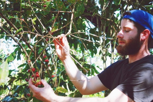 Picking my competition coffee