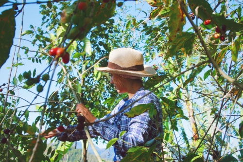 Maria Jose helping pick at Chamaco, Tematica