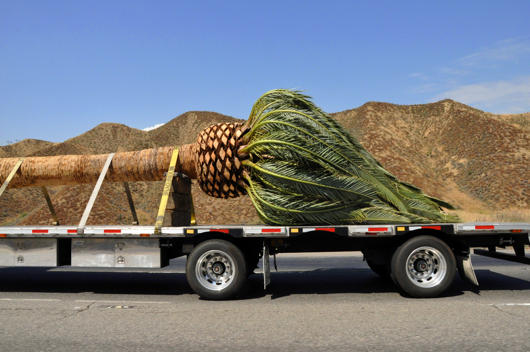 truck and palm1copy.jpg