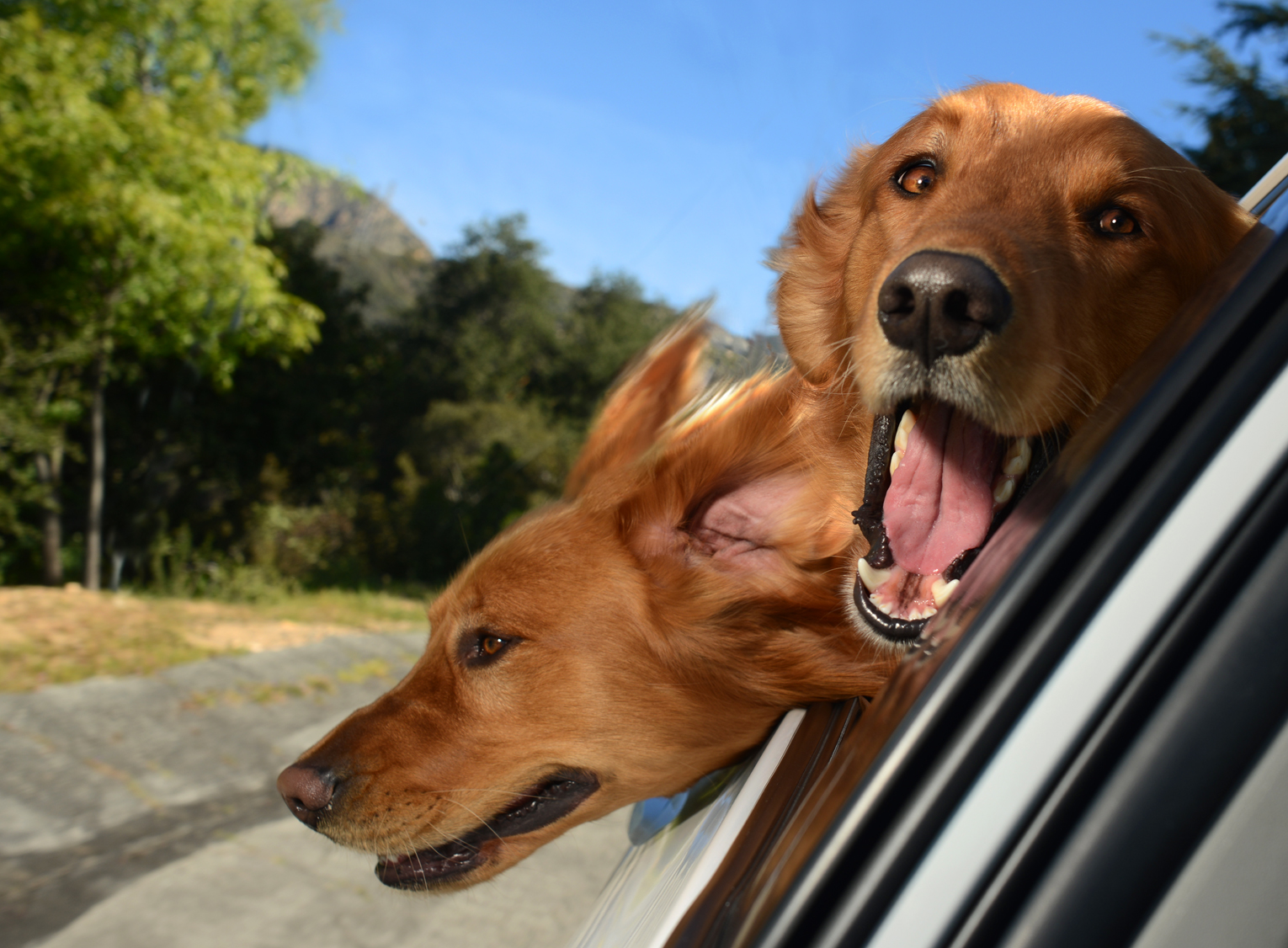 DogsinCars.2for website.jpg