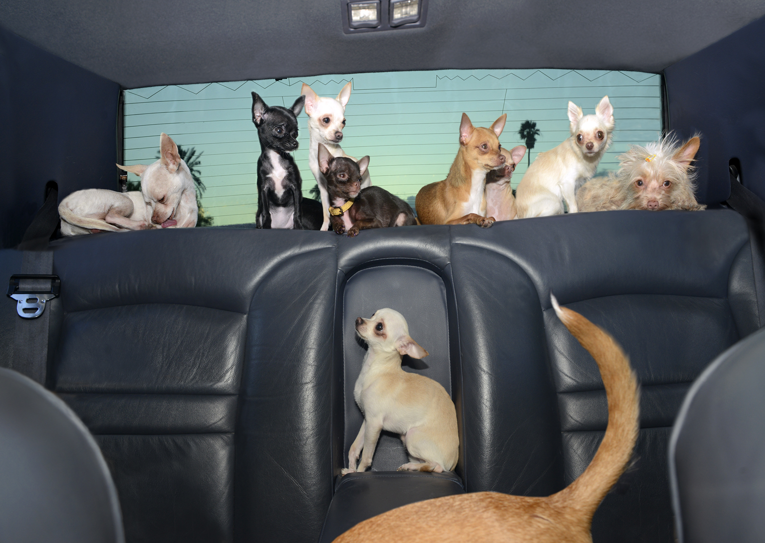 DogsinCars.8for website.jpg
