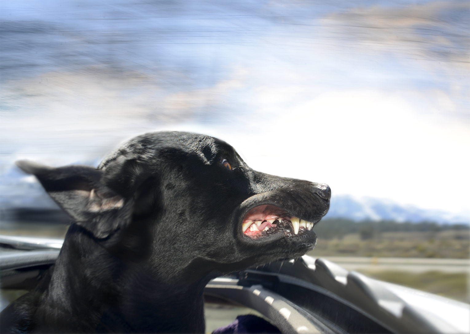 DogsinCars.6for website.jpg