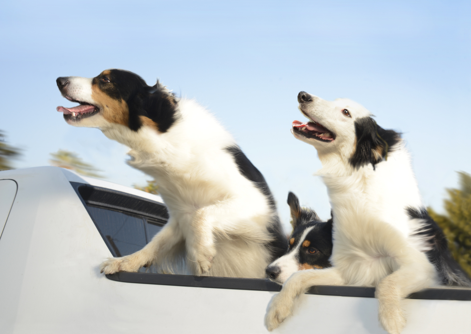 DogsinCars10for website.jpg