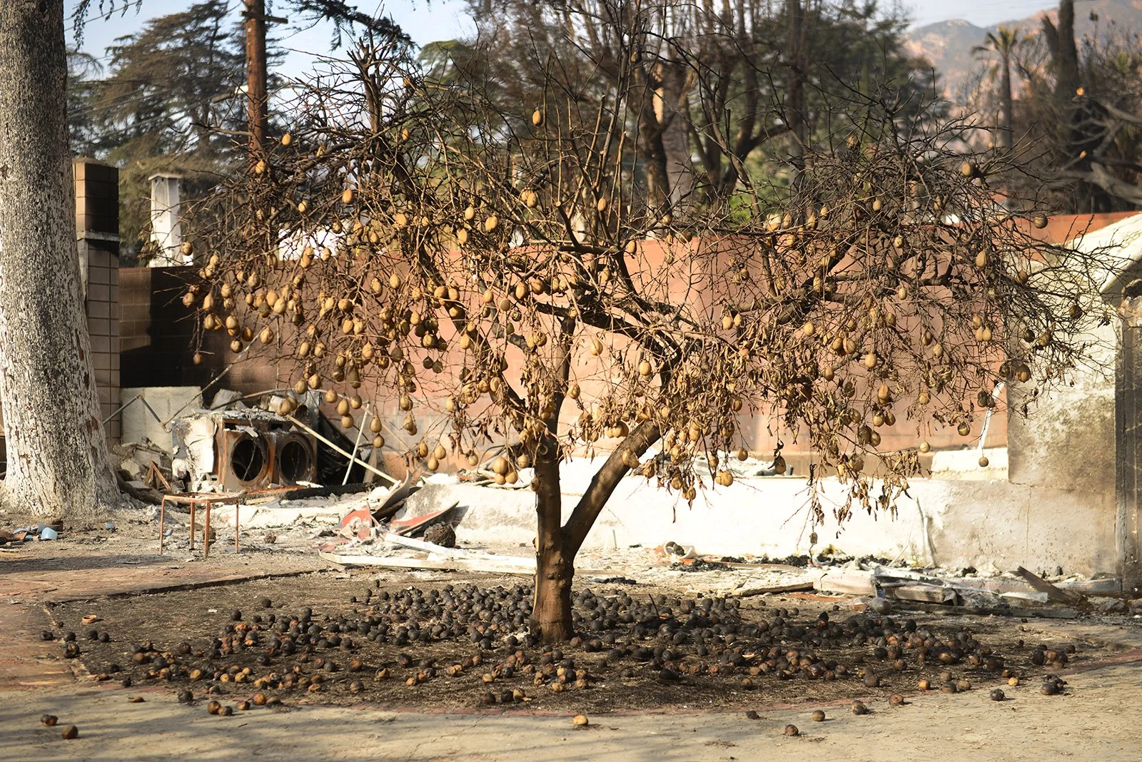 004DSC_1171super low resalt.jpg